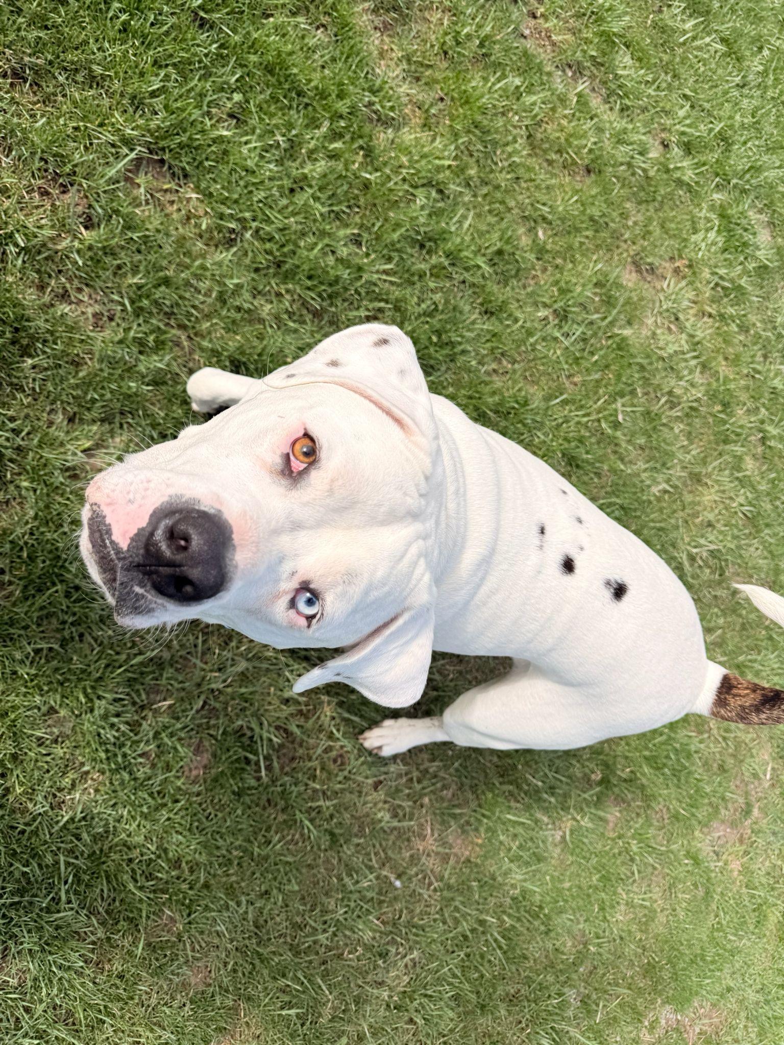 Max, a ADOPTABLE mixed breed in London, ON image 3/5