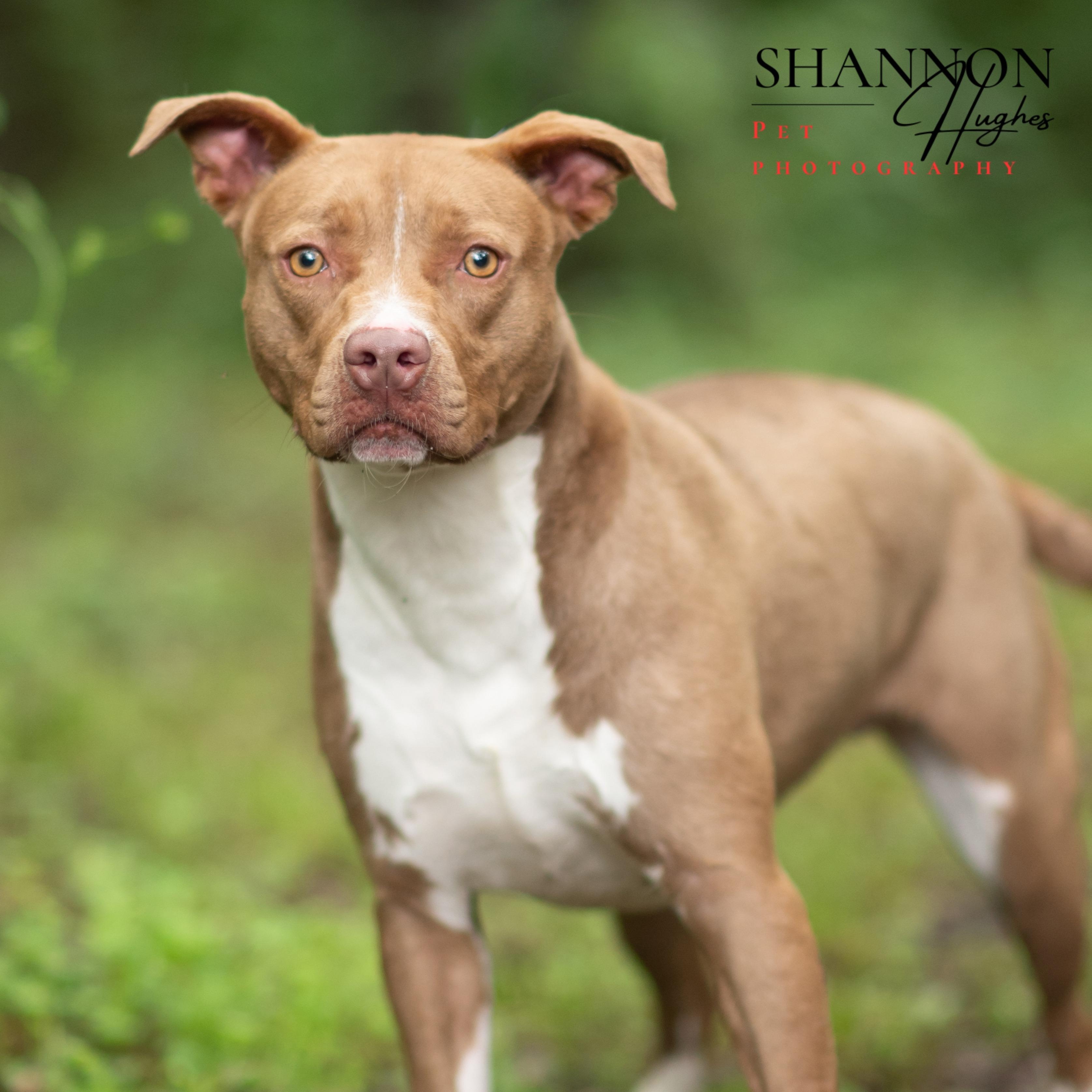 Enlarge Mckenzie, a Adoptable mixed breed in Milledgeville, GA image 3/4