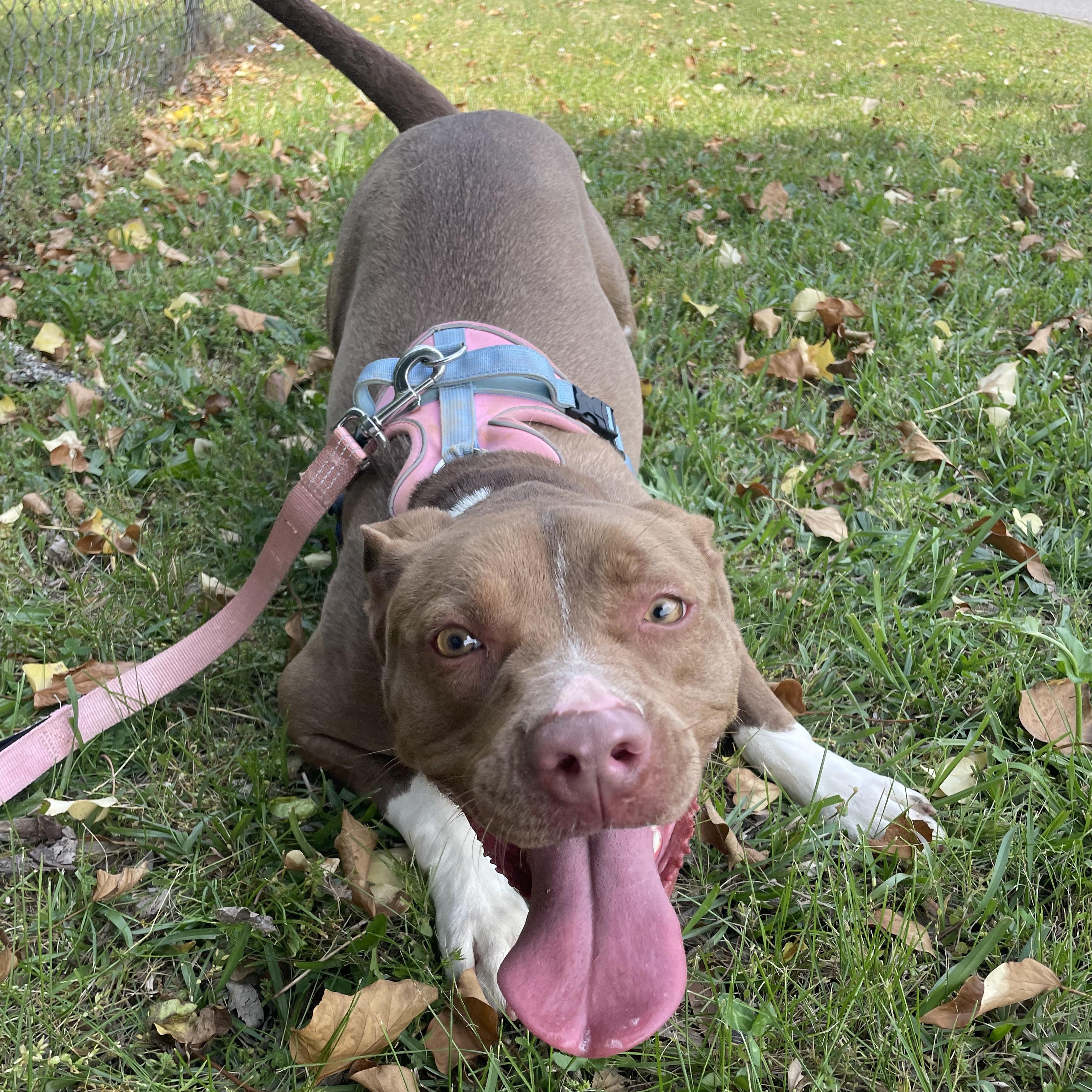 Enlarge Mckenzie, a Adoptable mixed breed in Milledgeville, GA image 2/4