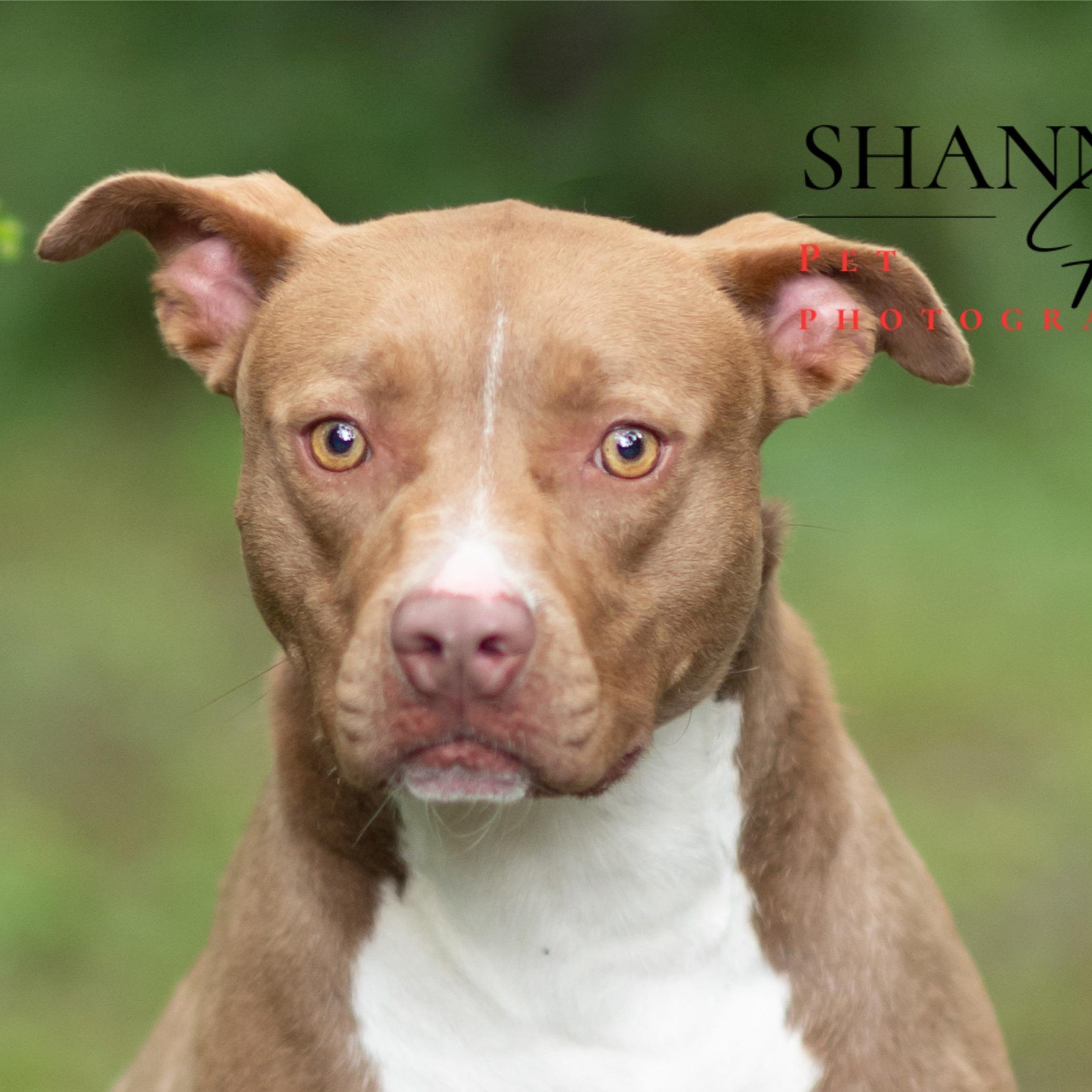 Enlarge Mckenzie, a Adoptable mixed breed in Milledgeville, GA image 1/4