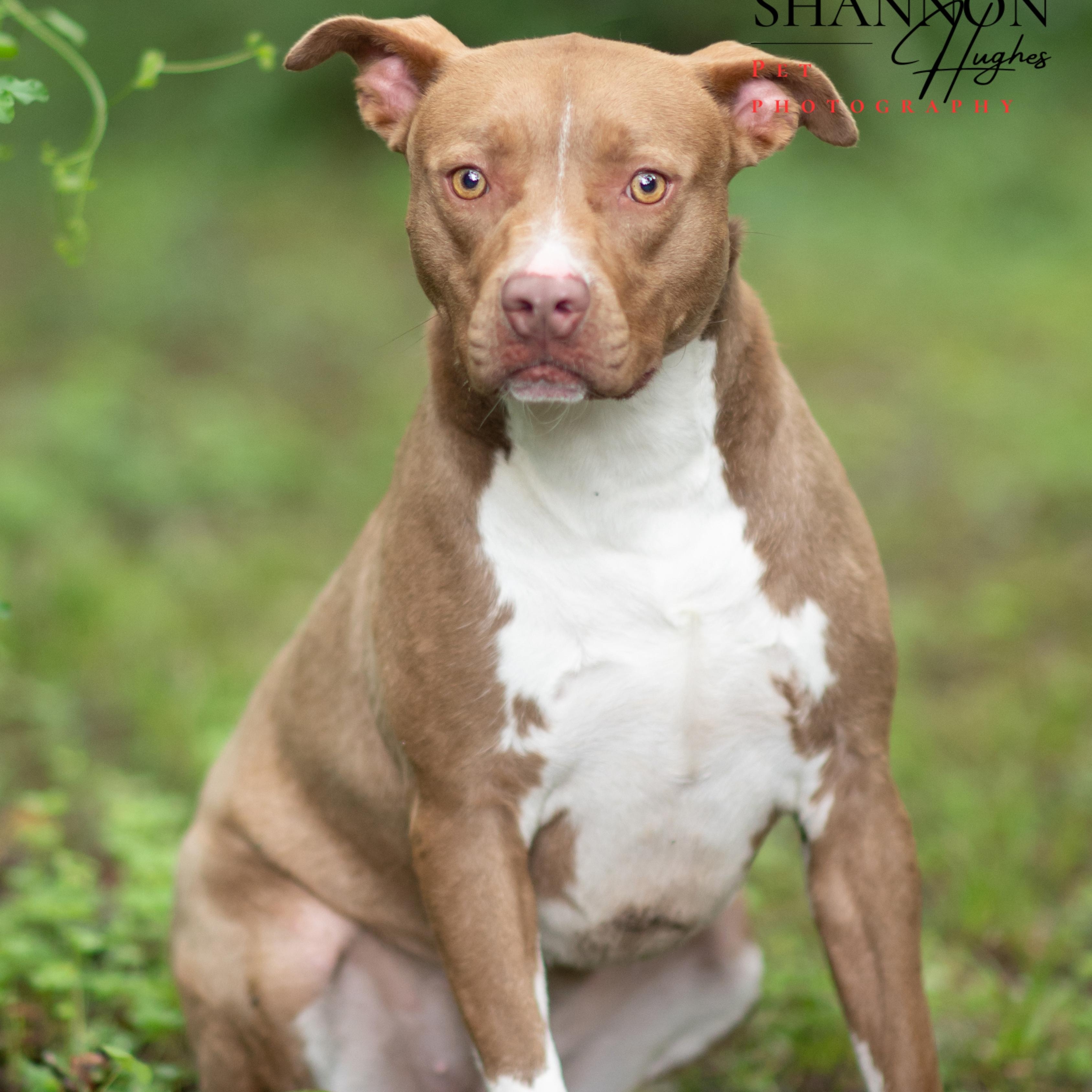 Enlarge Mckenzie, a Adoptable mixed breed in Milledgeville, GA image 4/4