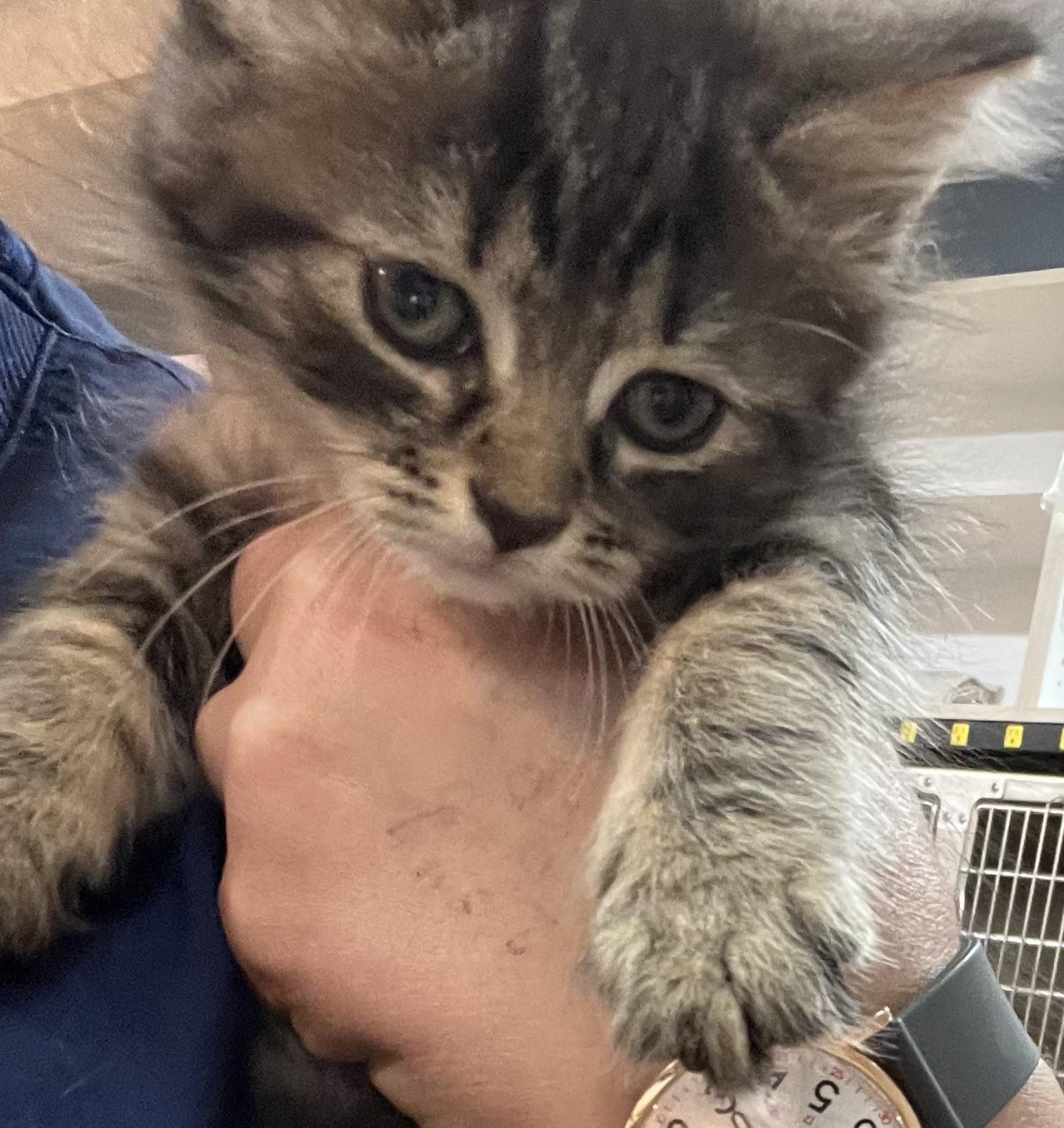 Enlarge Koala, a Adoptable Domestic Long Hair in Ontario, NY image 2/2