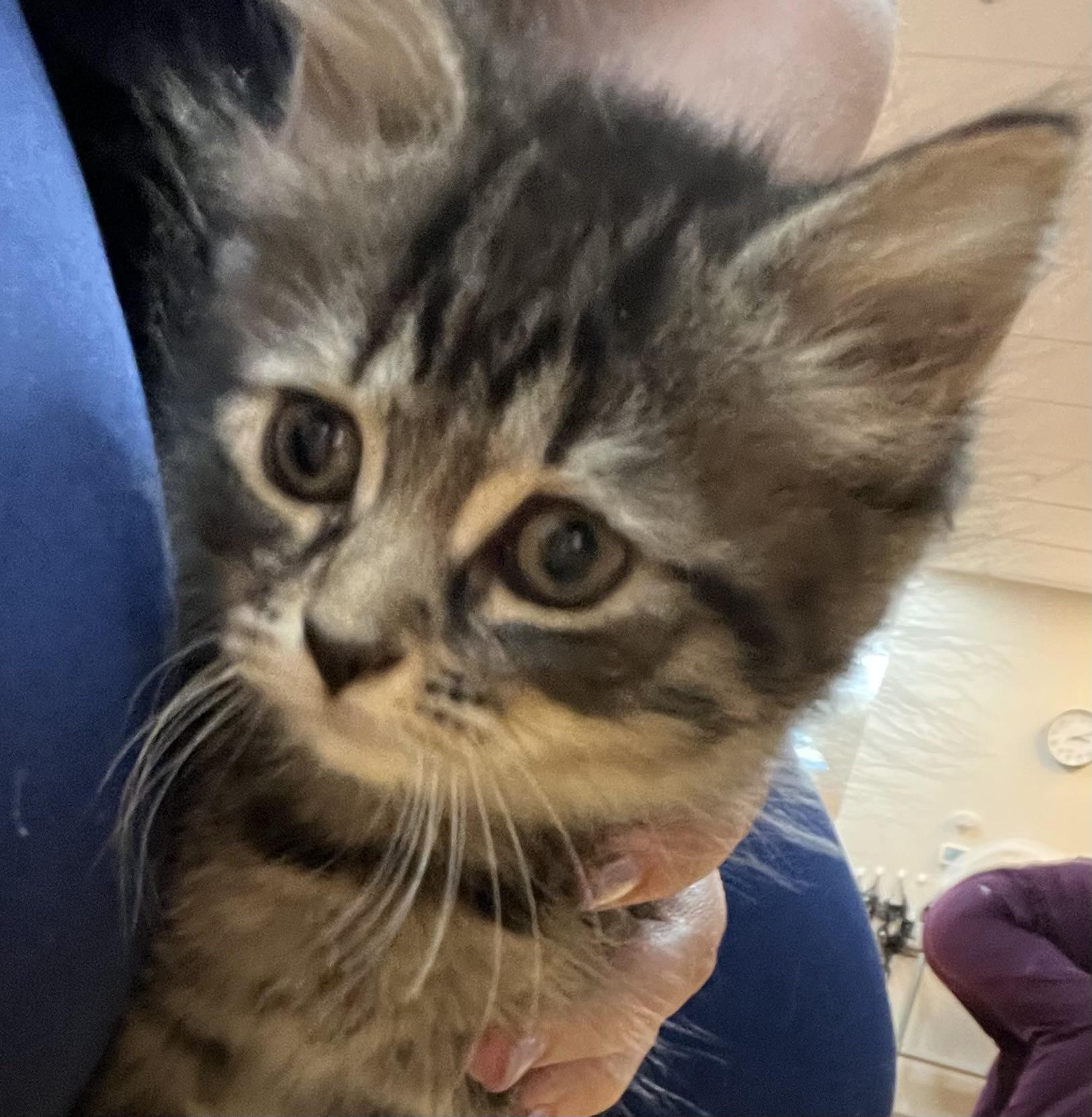 Koala, Adoptable, Kitten Female Domestic Long Hair.