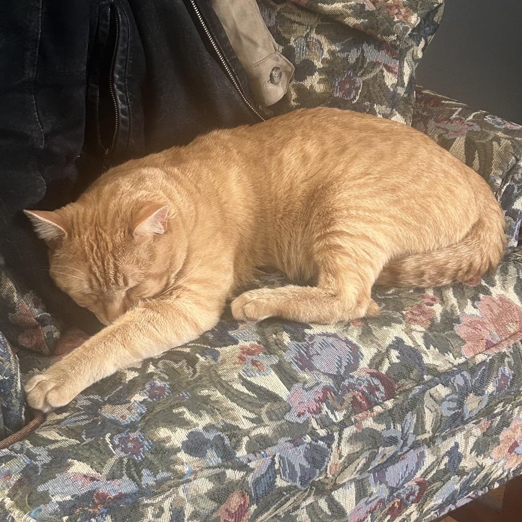 Bodega, Adoptable, Adult Male Domestic Short Hair.