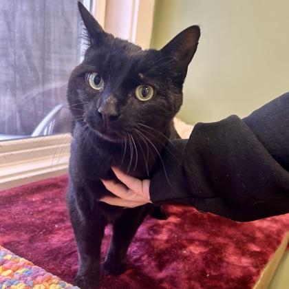 Stadium, Adoptable, Adult Male Domestic Short Hair & Domestic Short Hair.