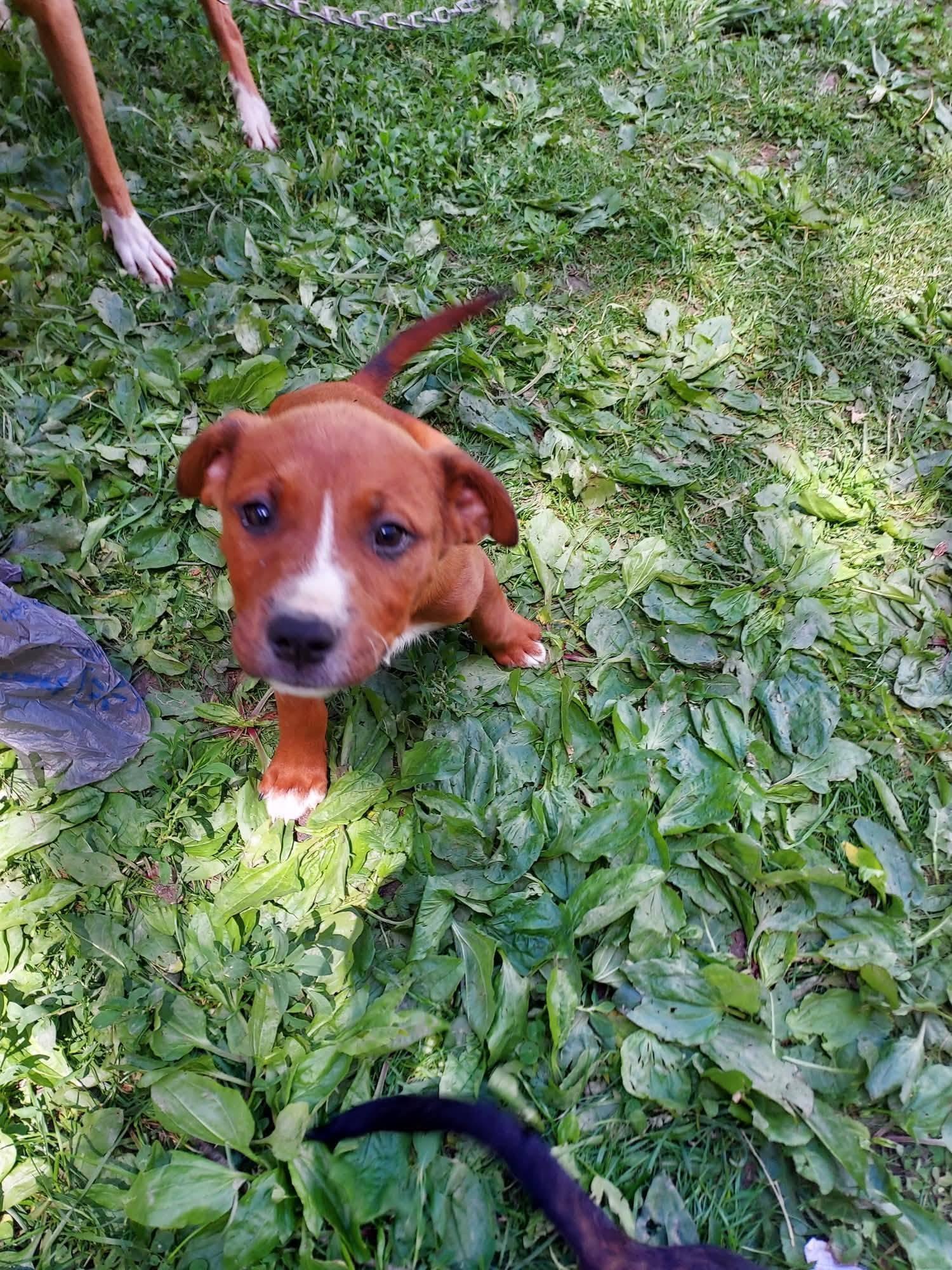 Enlarge Dame Dithers Delaney, a ADOPTABLE mixed breed in Plainfield, IN image 2/2