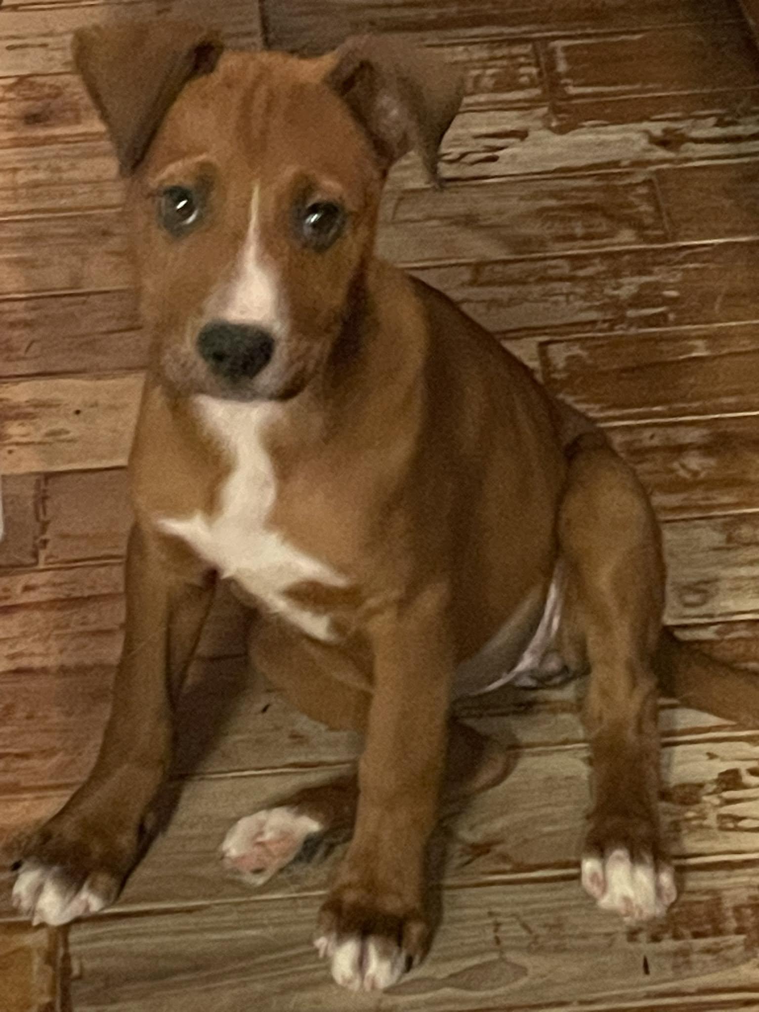 Dame Dithers Delaney, ADOPTABLE, Puppy Female Mixed Breed.