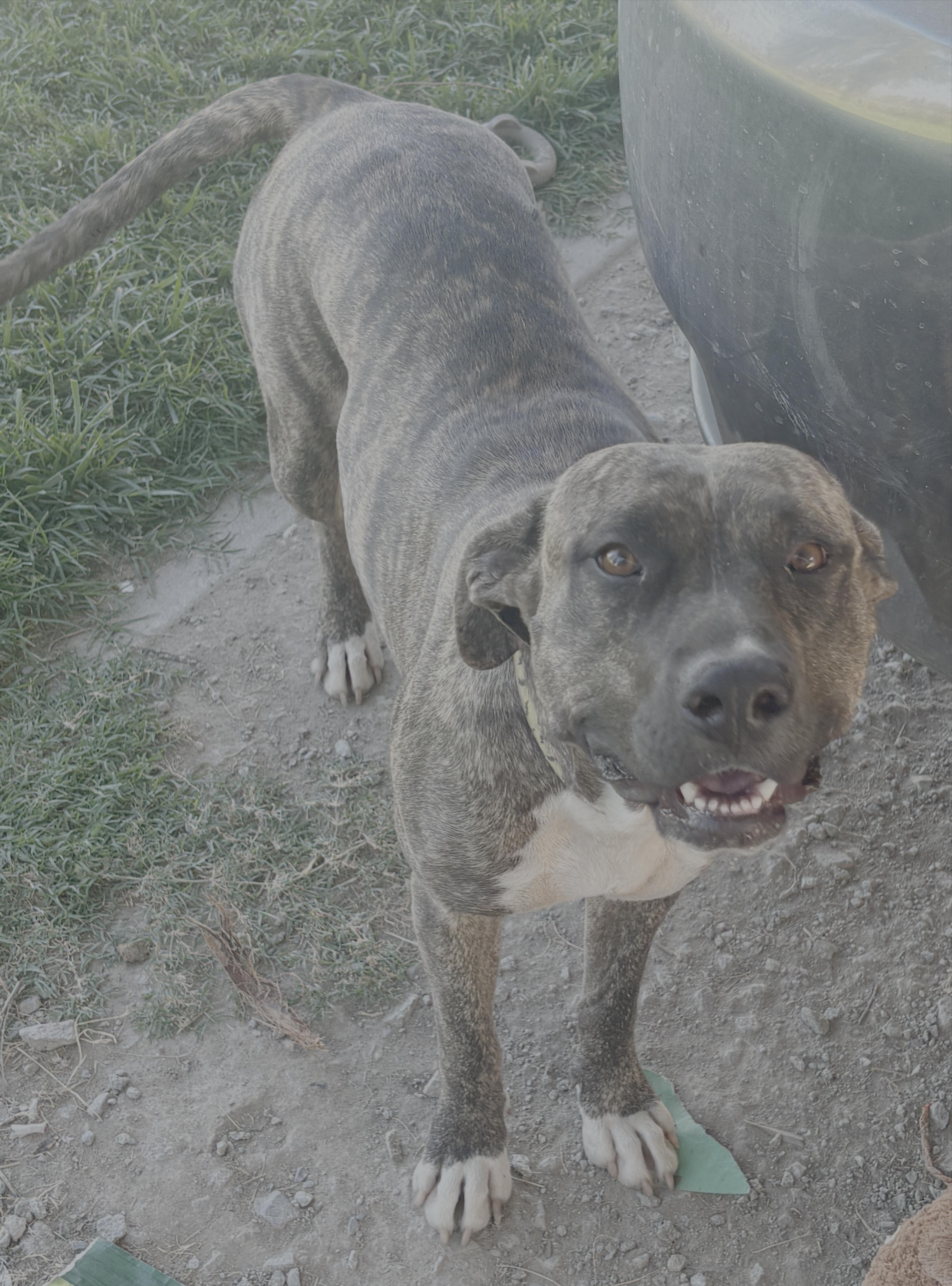 Brandy