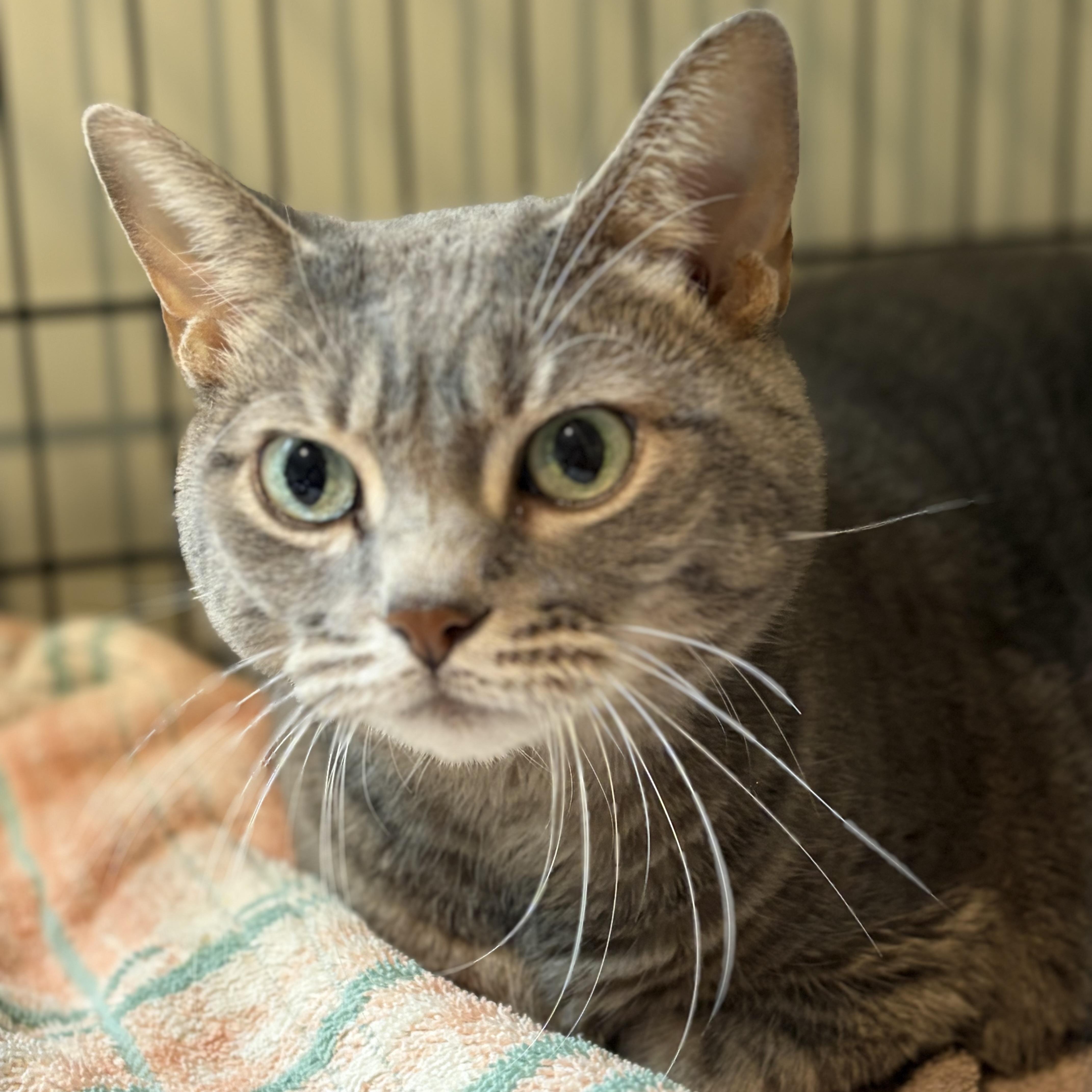 Lola, Adoptable, Adult Female Domestic Short Hair.