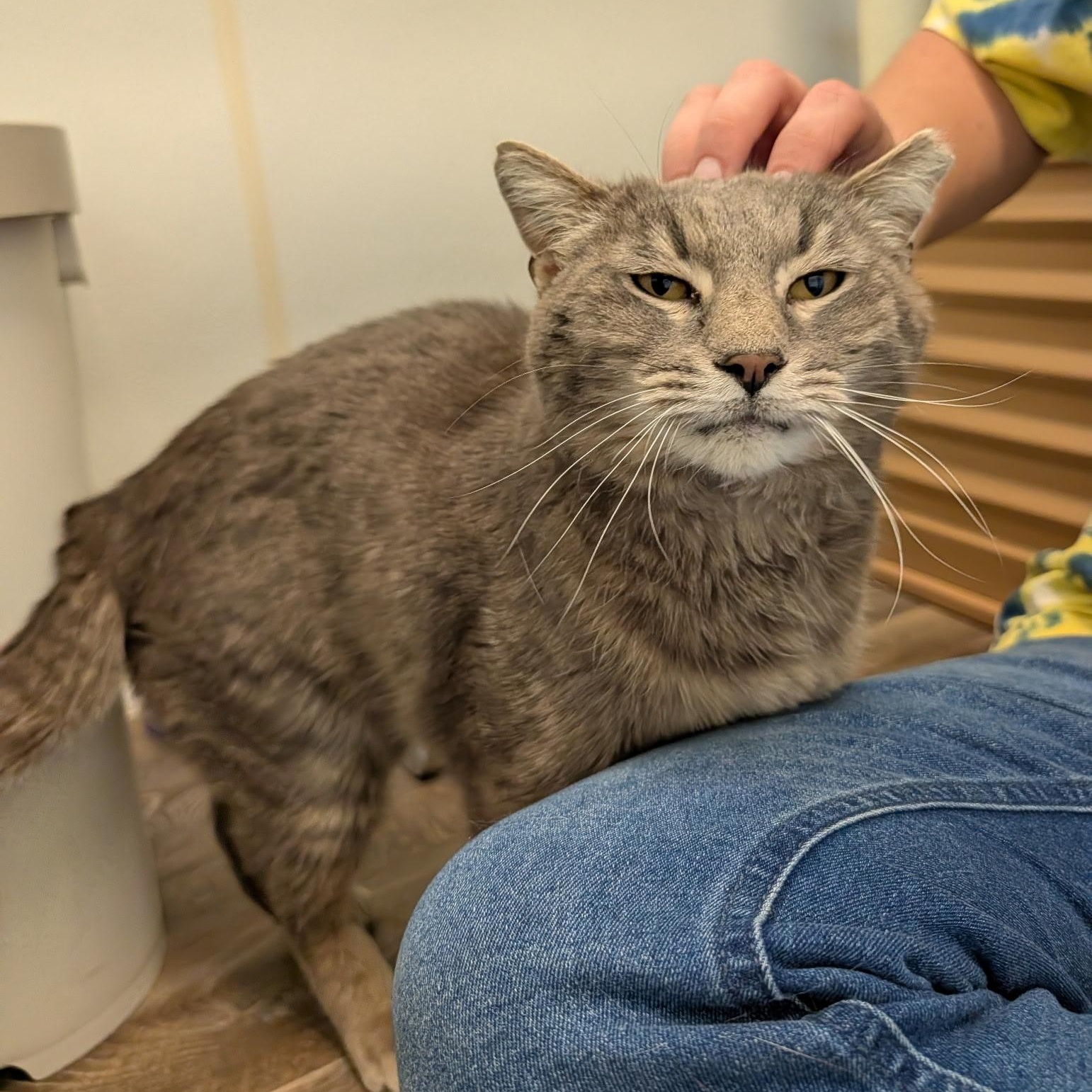 Bing, an adopted Domestic Short Hair in Waynesville, NC image 2/4