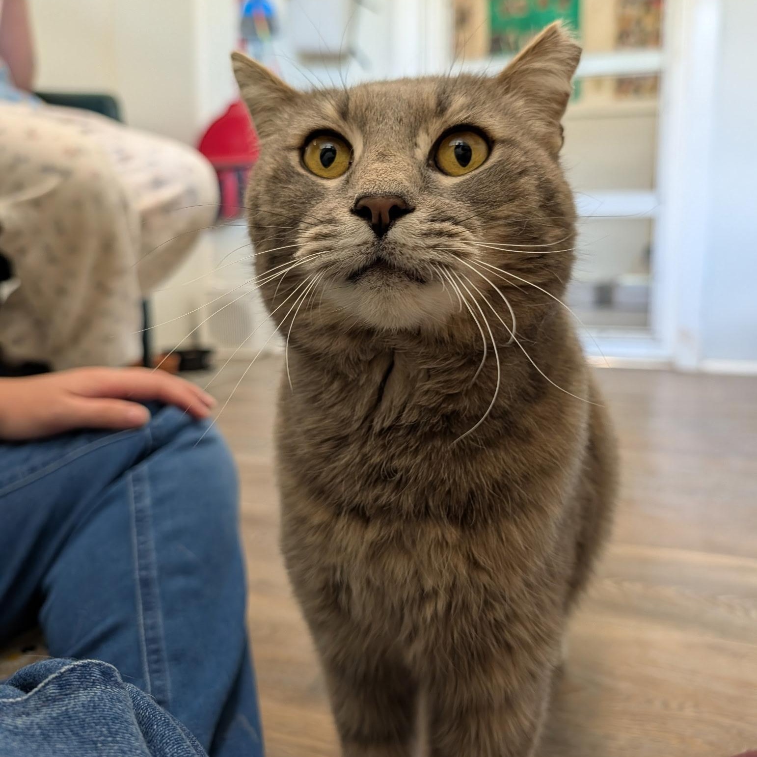 Bing, an adopted Domestic Short Hair in Waynesville, NC image 3/4
