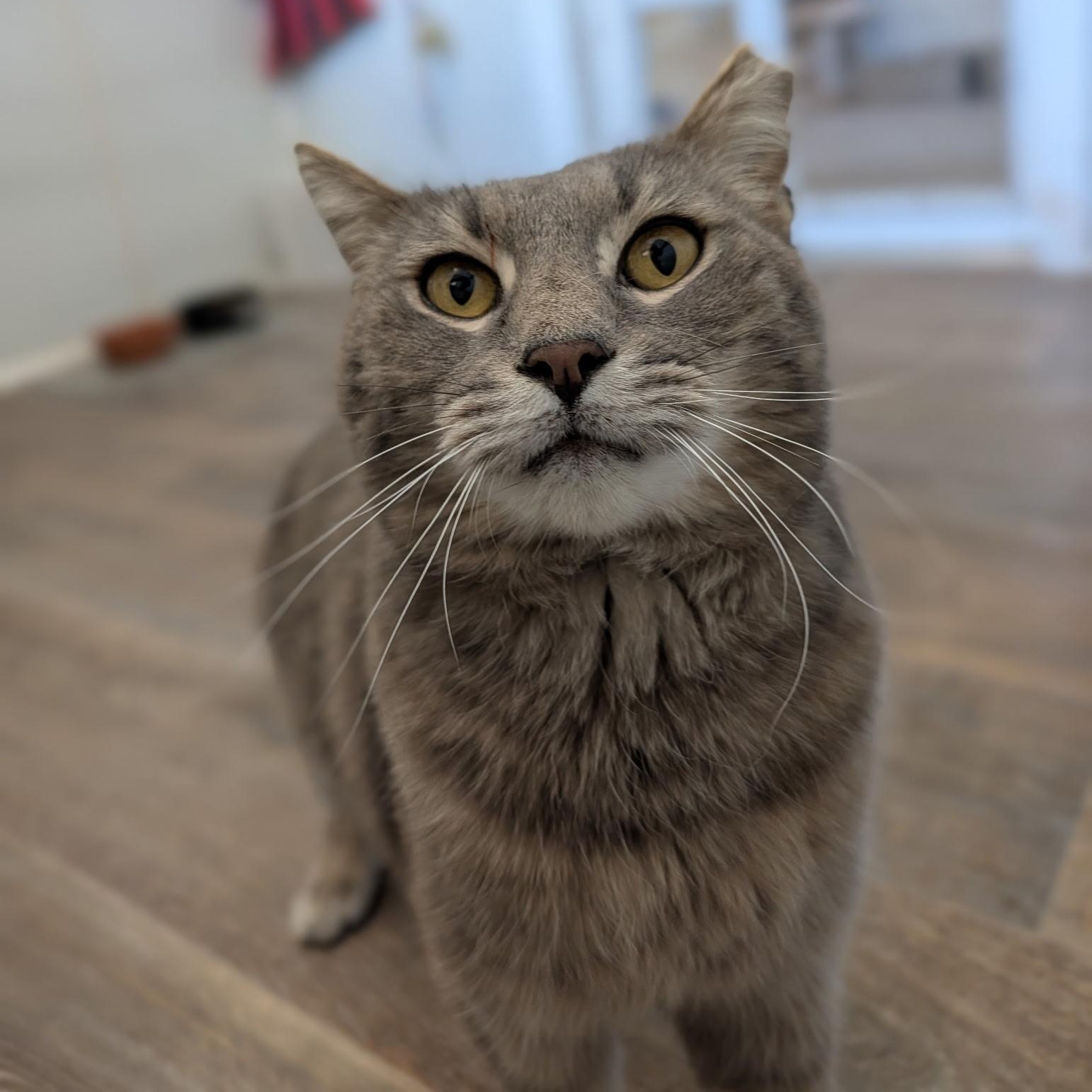 Bing, an adopted Domestic Short Hair in Waynesville, NC image 4/4