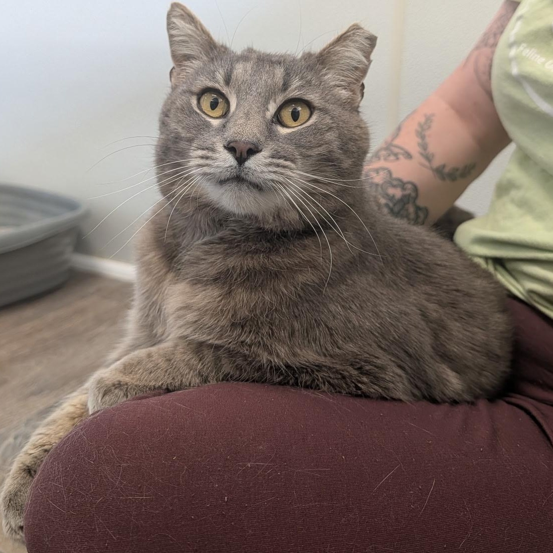 Bing, an adopted Domestic Short Hair in Waynesville, NC image 1/4