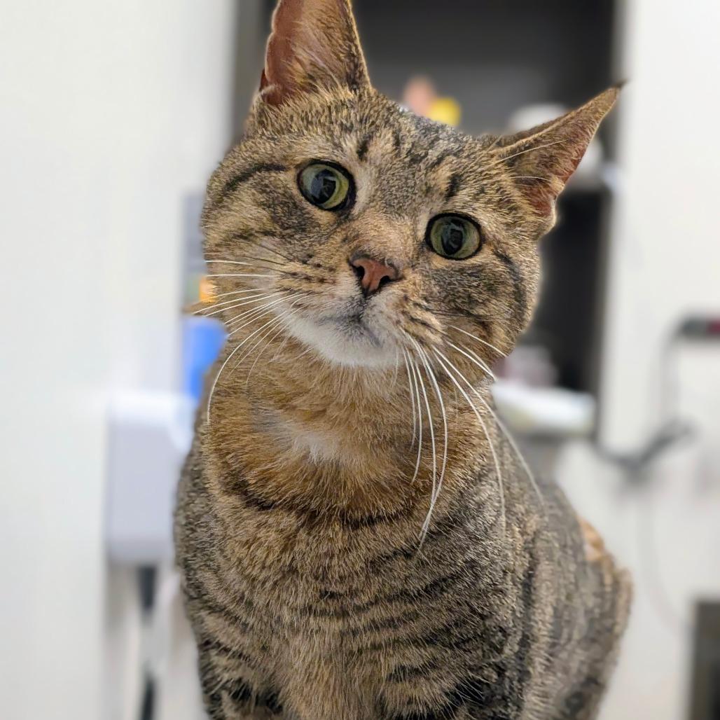 Lula, Adoptable, Adult Female Domestic Short Hair.