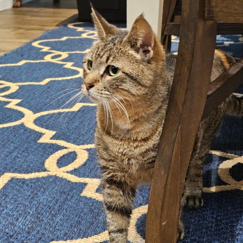 Enlarge Lula, a Adoptable Domestic Short Hair in Houston, TX image 2/6