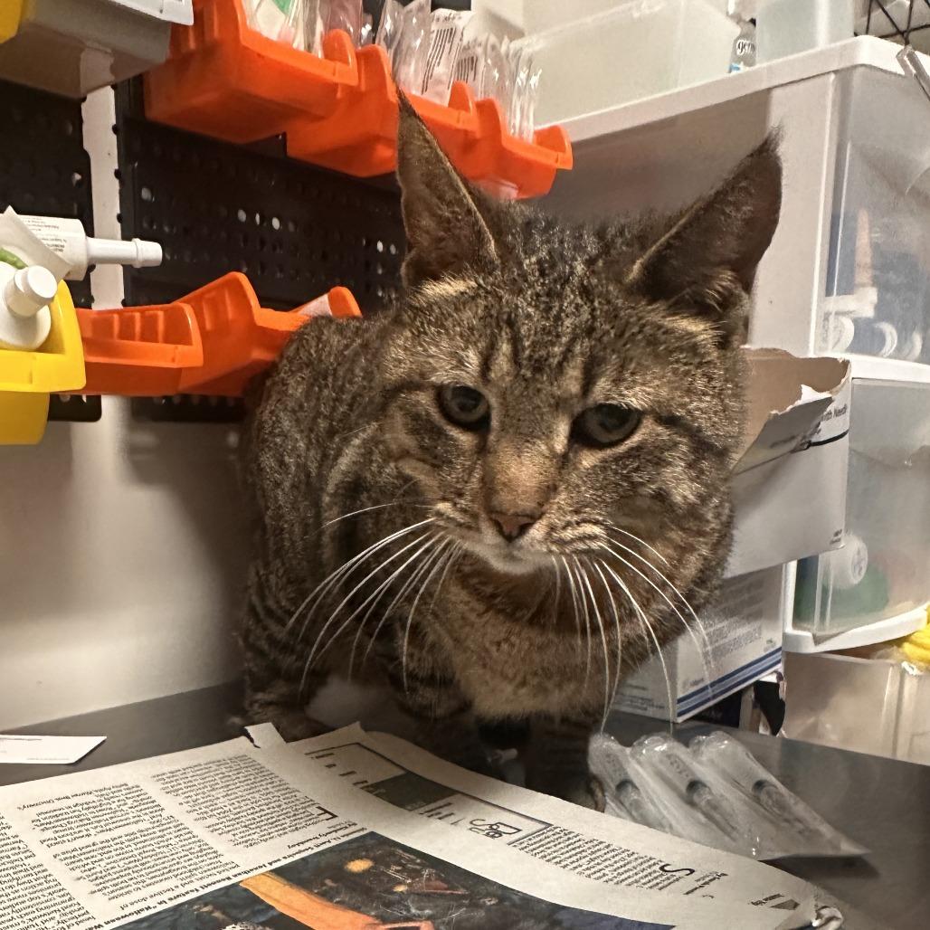 Enlarge Lula, a Adoptable Domestic Short Hair in Houston, TX image 3/6