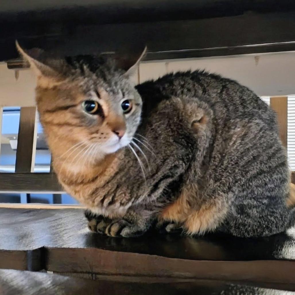 Enlarge Lula, a Adoptable Domestic Short Hair in Houston, TX image 4/6