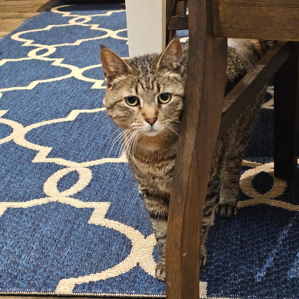 Enlarge Lula, a Adoptable Domestic Short Hair in Houston, TX image 5/6