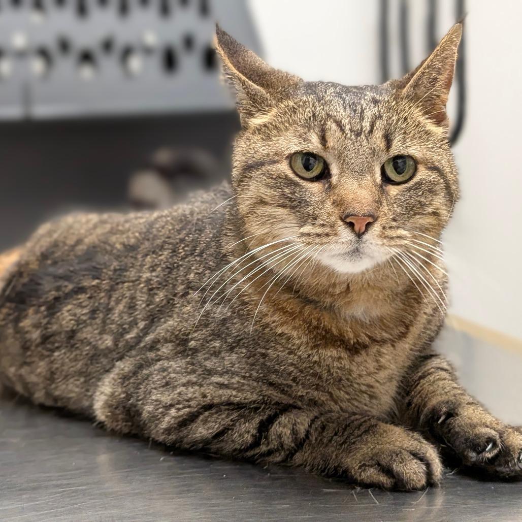 Enlarge Lula, a Adoptable Domestic Short Hair in Houston, TX image 6/6