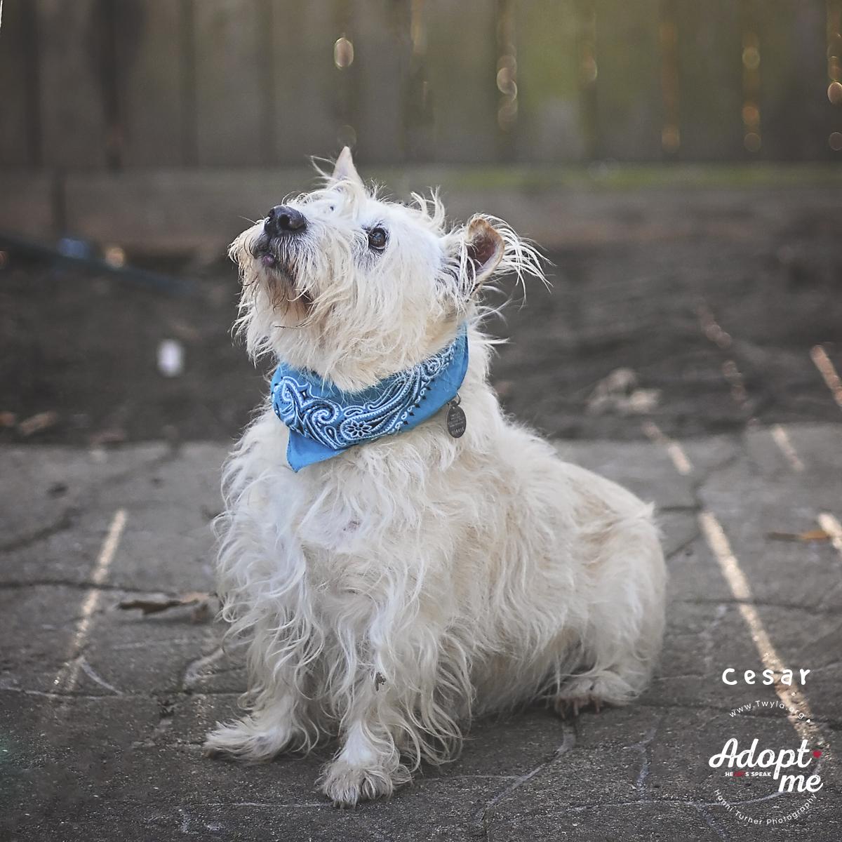 Enlarge Cesar, an adoptable mixed breed in Kingwood, TX image 4/6