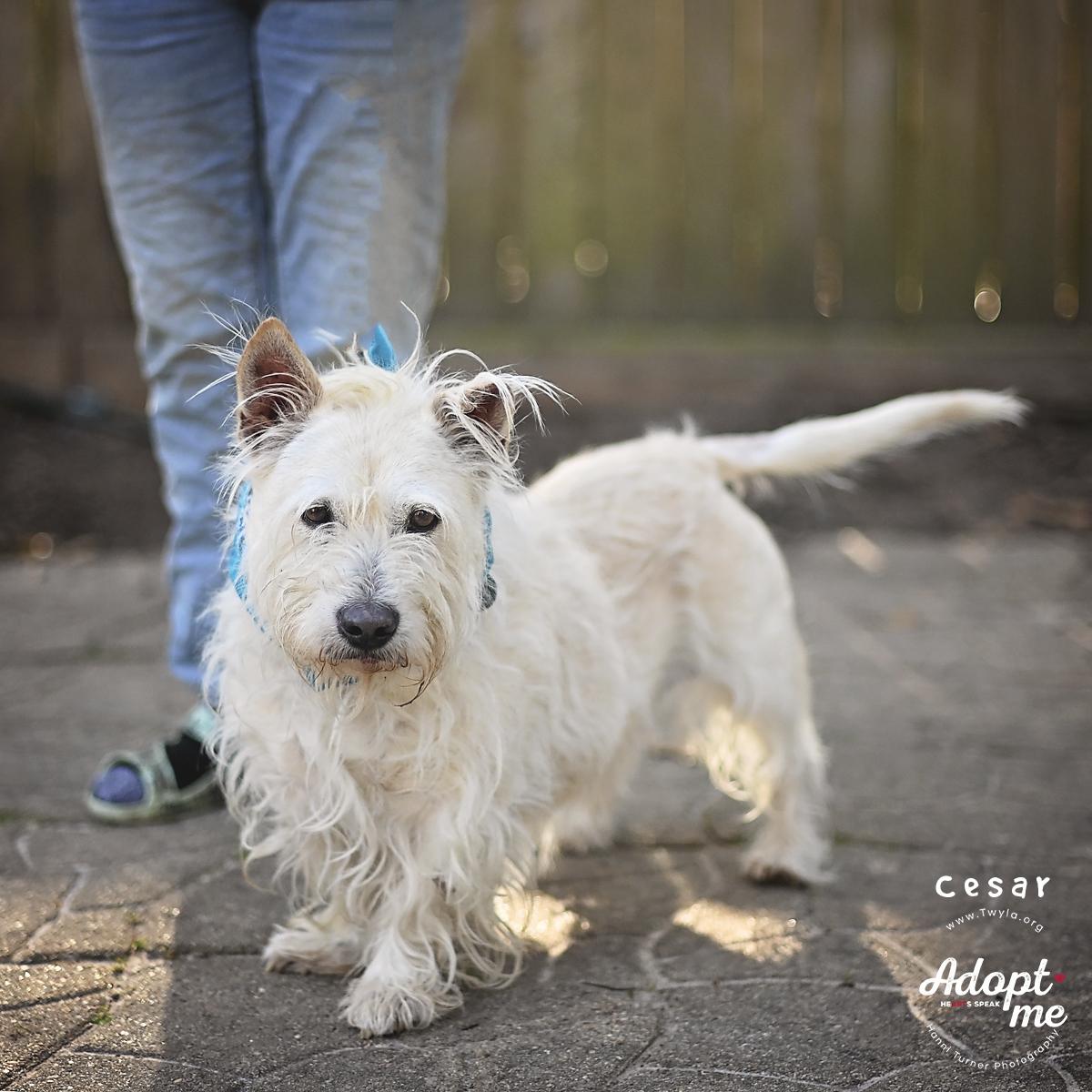 Enlarge Cesar, an adoptable mixed breed in Kingwood, TX image 2/6