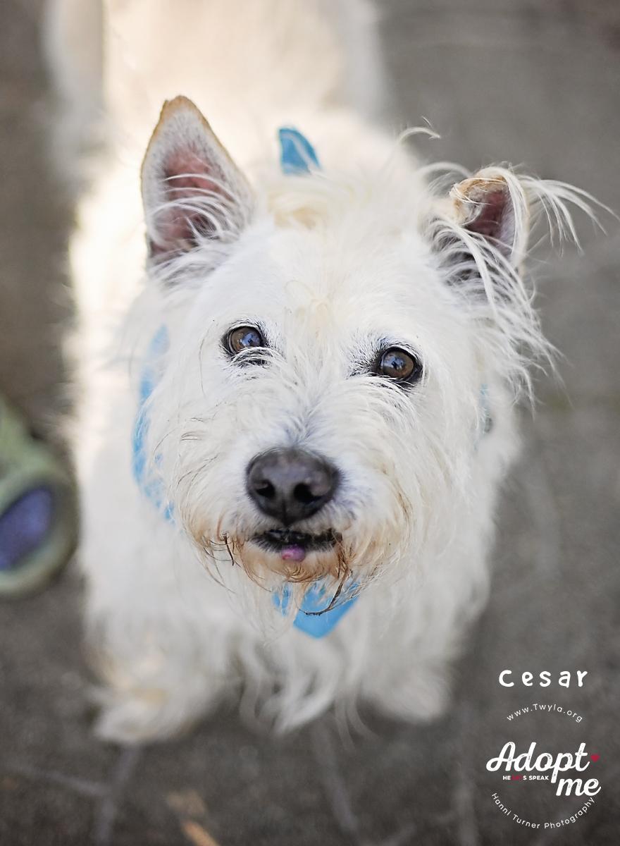 Enlarge Cesar, an adoptable mixed breed in Kingwood, TX image 1/6