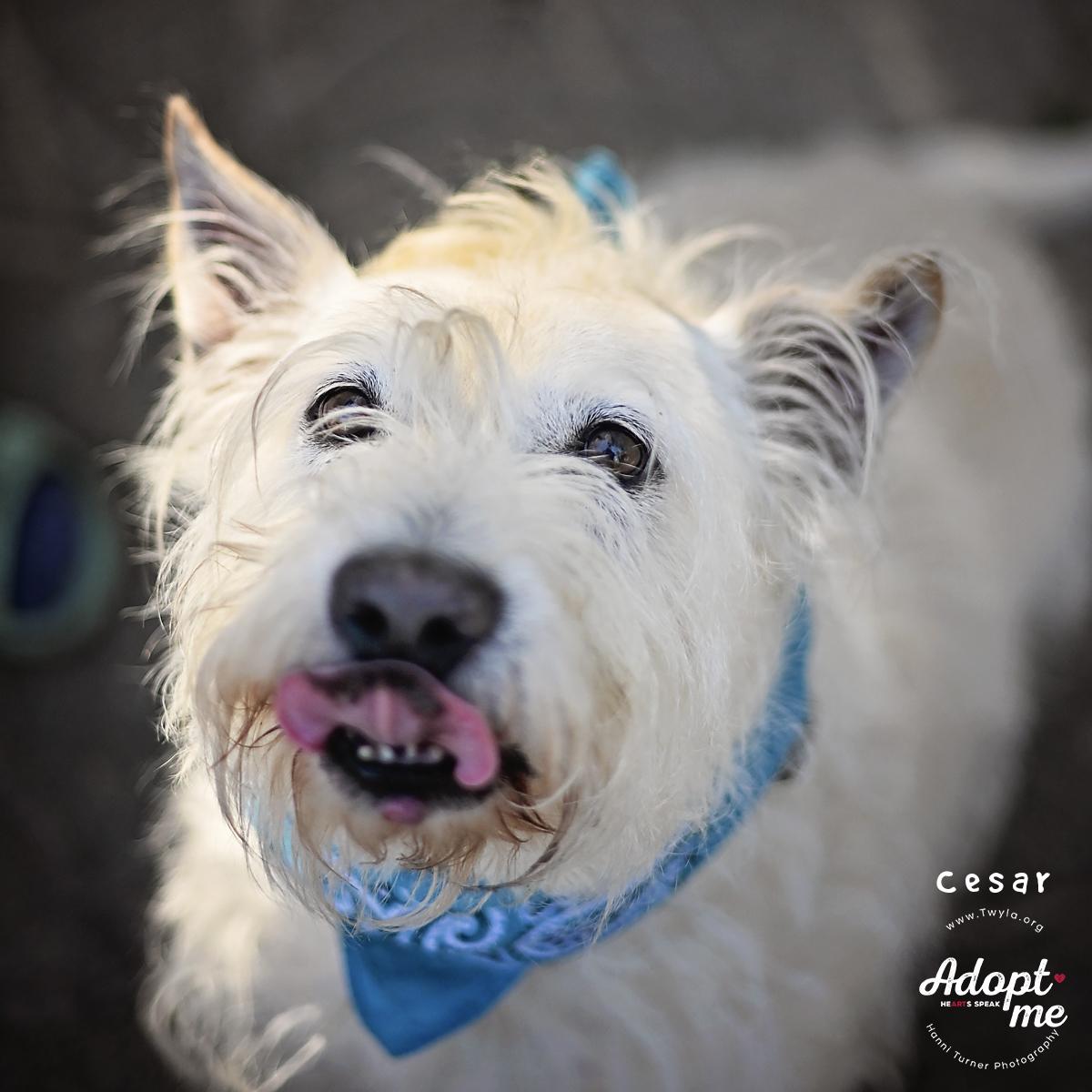 Enlarge Cesar, an adoptable mixed breed in Kingwood, TX image 5/6