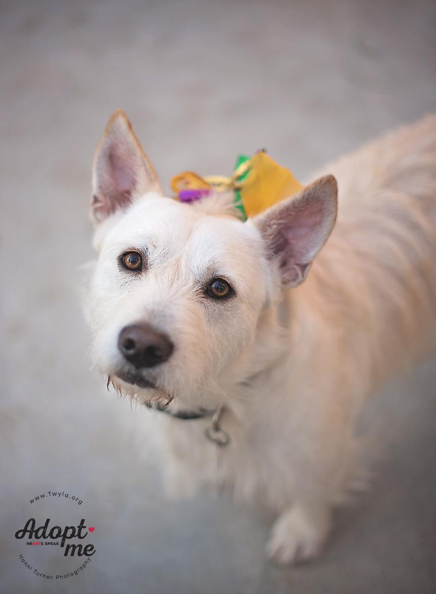Enlarge Cesar, an adoptable mixed breed in Kingwood, TX image 6/6