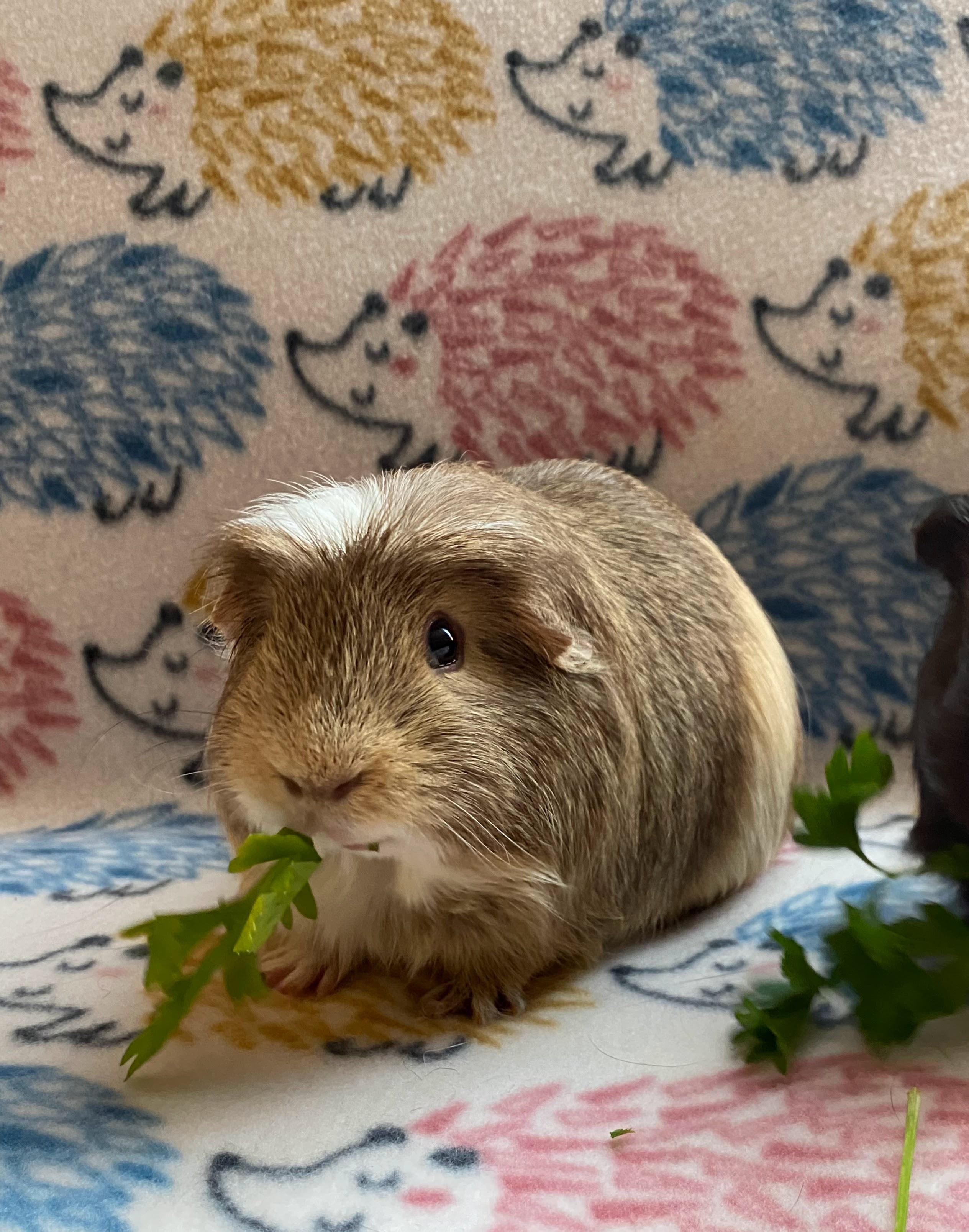 Oscar Pigastri, an adoptable Guinea Pig in Saint Paul, MN image 2/3
