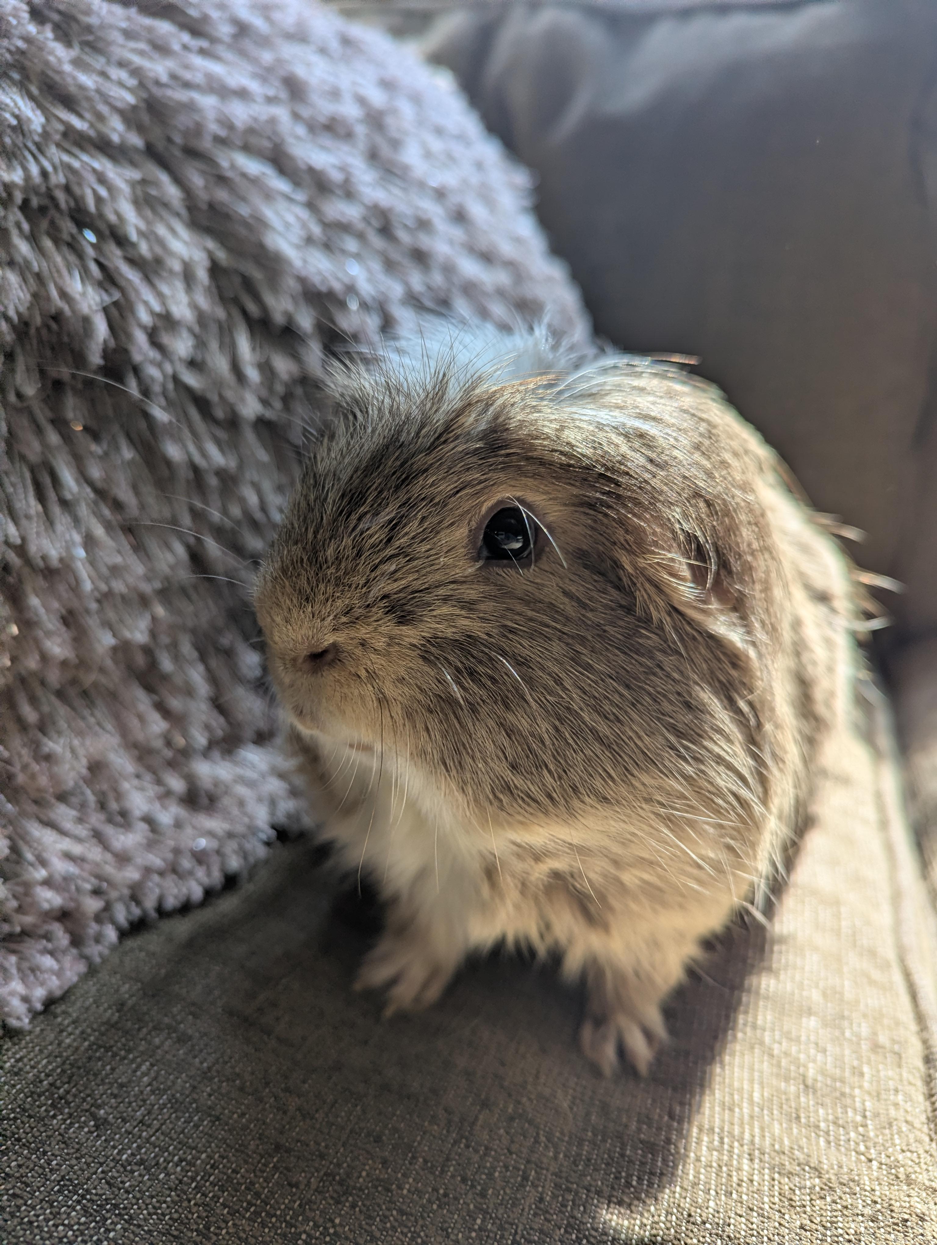 Oscar Pigastri, an adoptable Guinea Pig in Saint Paul, MN image 1/5