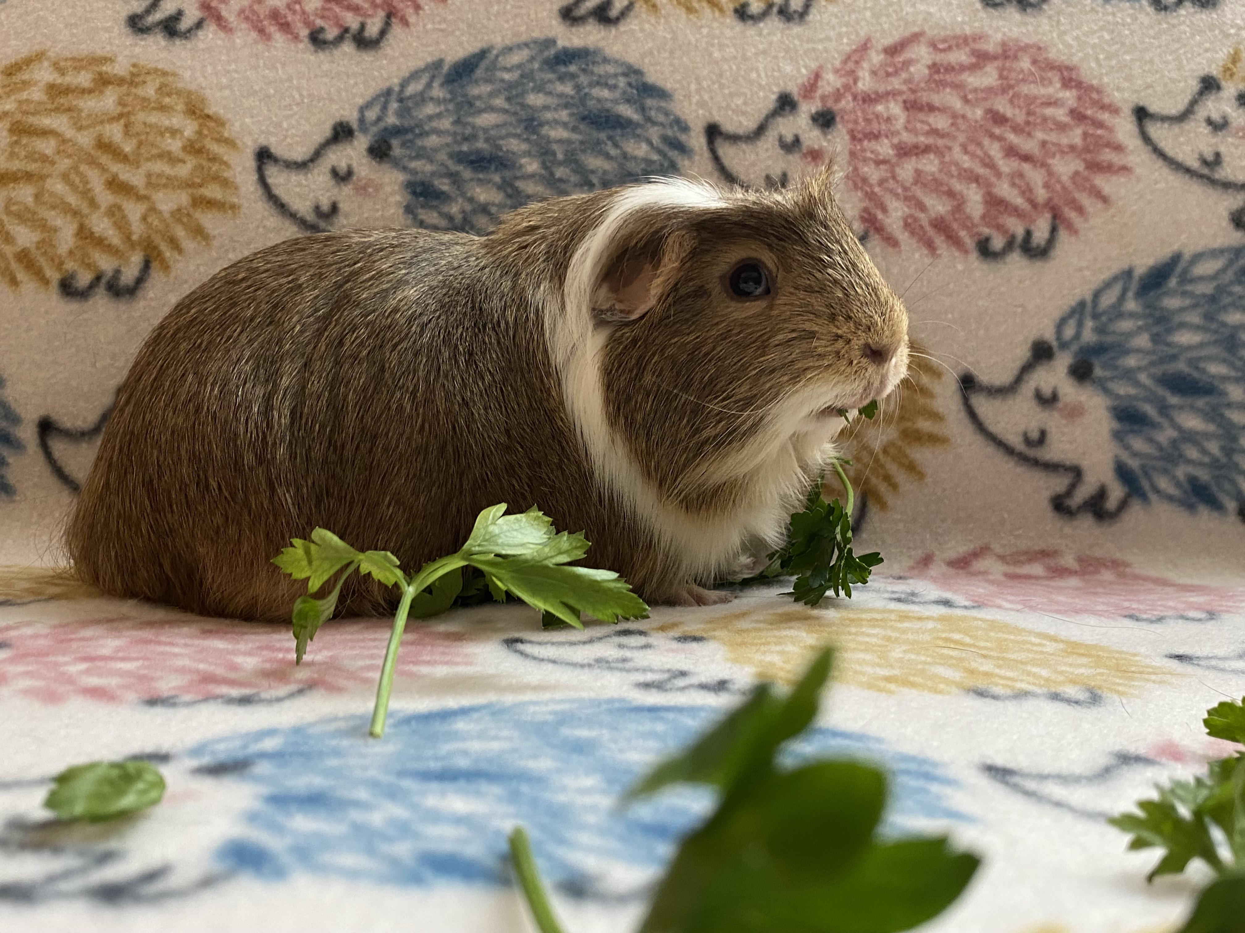Oscar Pigastri, an adoptable Guinea Pig in Saint Paul, MN image 3/3
