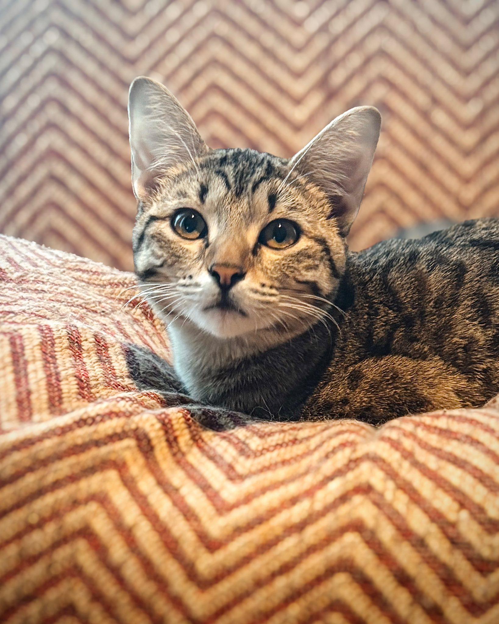 Enlarge Harley, an adopted Domestic Short Hair in Frisco, TX image 2/3