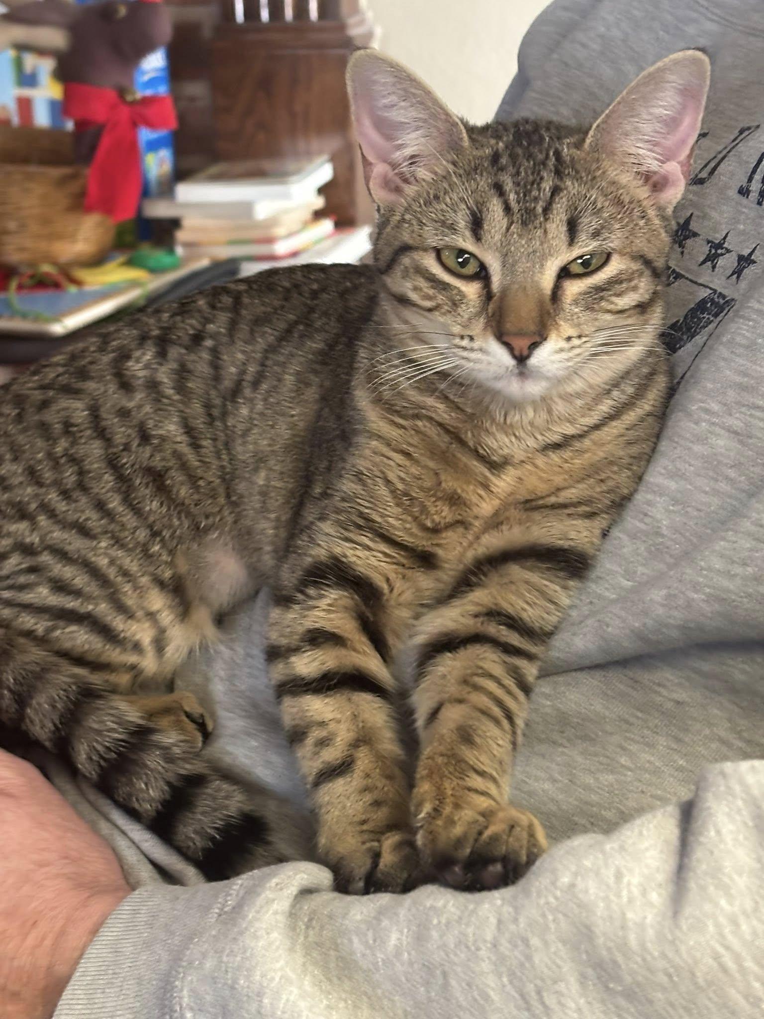 Enlarge Harley, an adopted Domestic Short Hair in Frisco, TX image 1/3