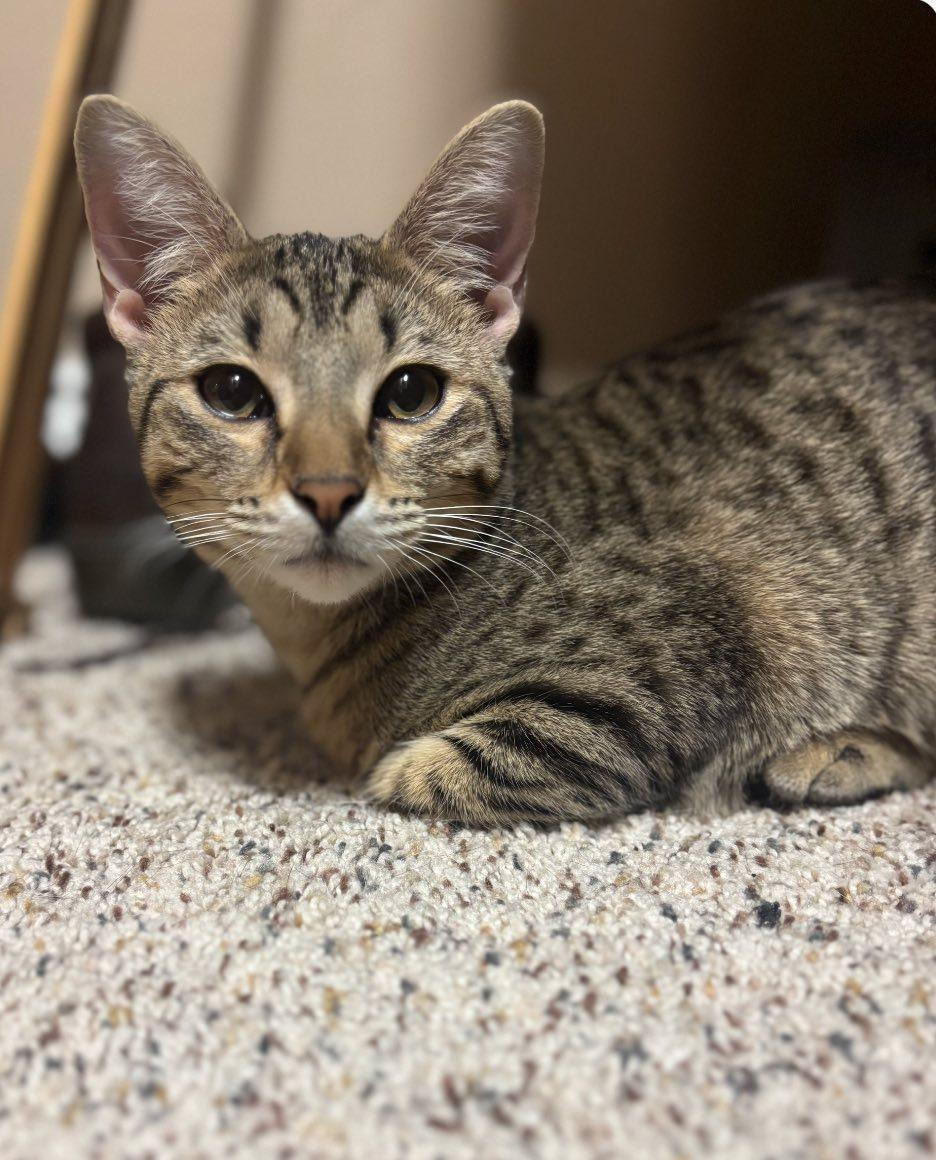 Enlarge Harley, an adopted Domestic Short Hair in Frisco, TX image 3/3