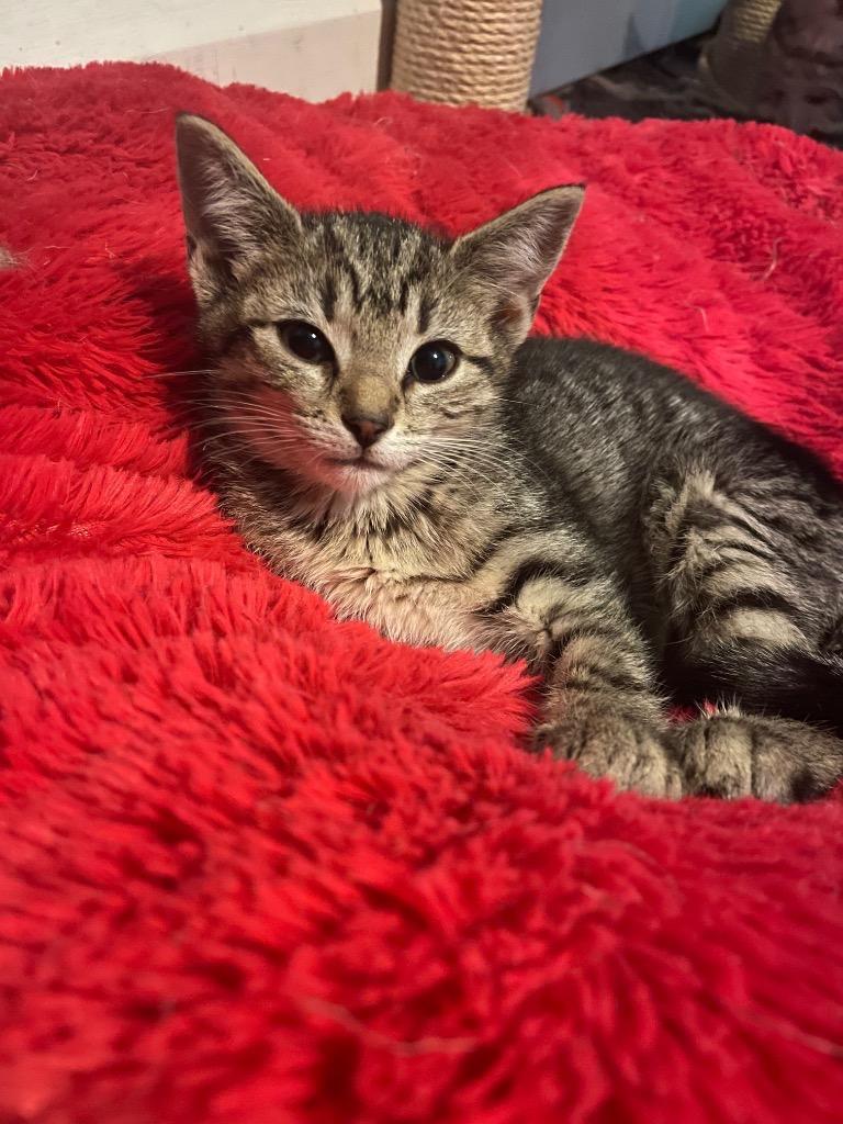 Coastie, Adoptable, Adult Female Domestic Short Hair.