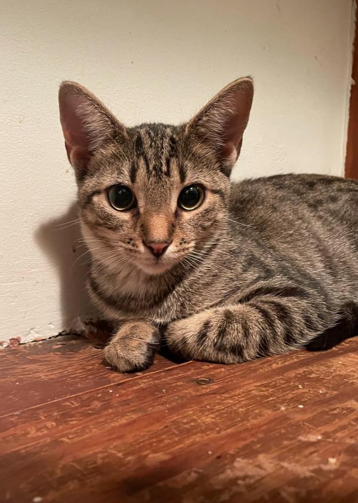 Coastie, Adoptable, Adult Female Domestic Short Hair.