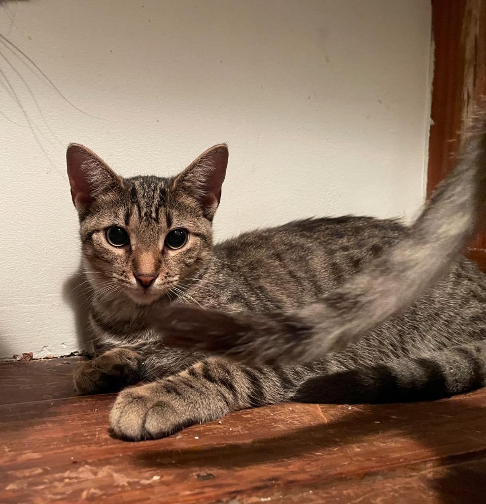 Enlarge Coastie, a Adoptable mixed breed in Camp Hill, PA image 3/3