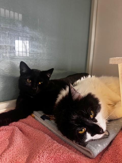 Enlarge Cessna, a ADOPTABLE Domestic Short Hair in Hutchinson, MN image 4/5