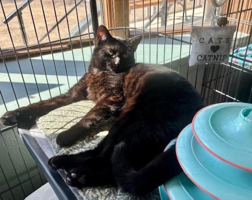 Enlarge Cessna, a ADOPTABLE Domestic Short Hair in Hutchinson, MN image 3/5