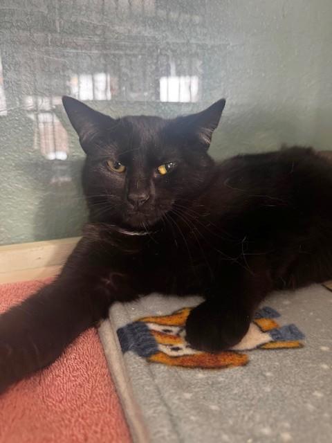 Enlarge Cessna, a ADOPTABLE Domestic Short Hair in Hutchinson, MN image 5/5
