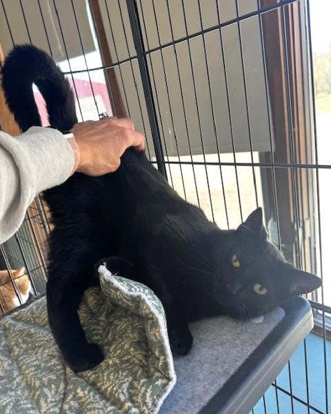 Enlarge Cessna, a ADOPTABLE Domestic Short Hair in Hutchinson, MN image 2/5