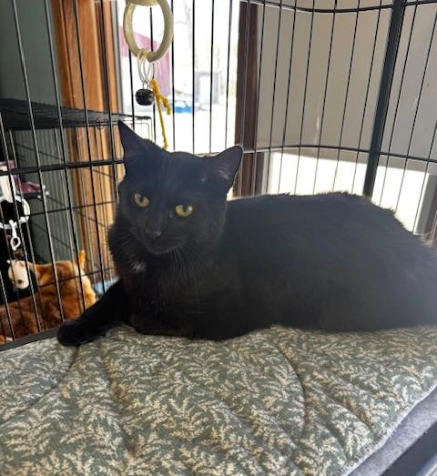 Enlarge Cessna, a ADOPTABLE Domestic Short Hair in Hutchinson, MN image 1/5