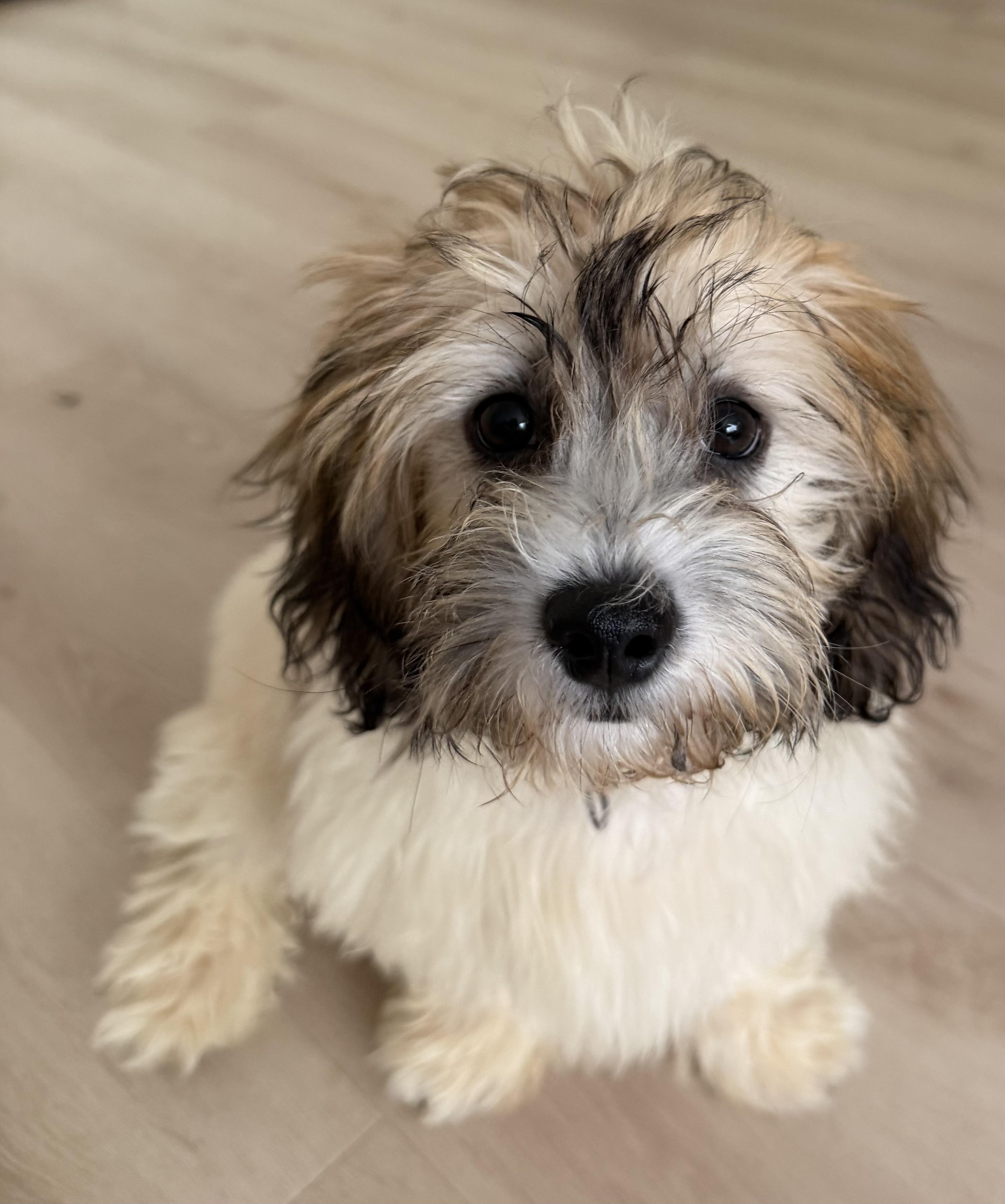 Louise, adopted, Puppy Female Shih Tzu & Bichon Frise.