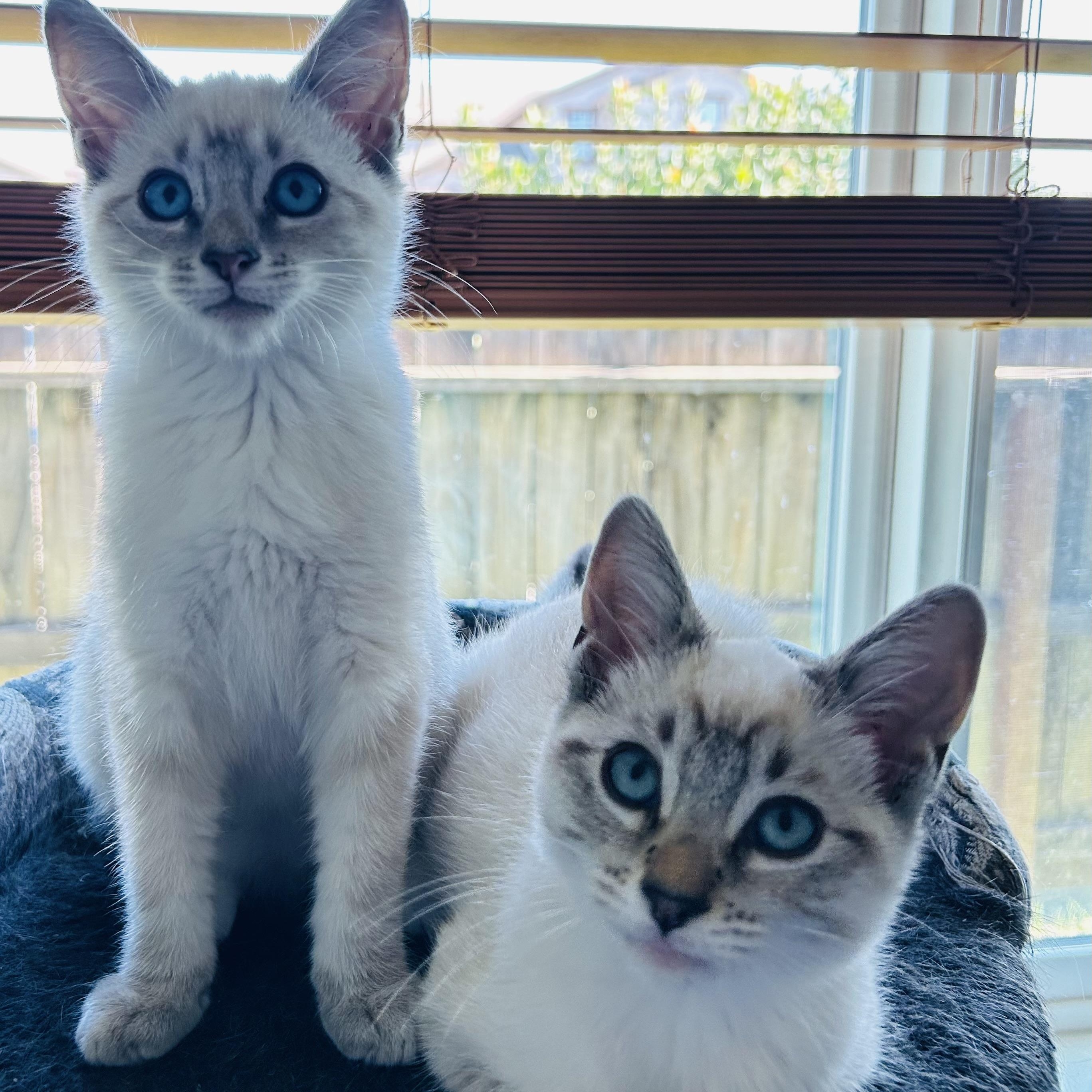 Enlarge Willow & Henry (bonded pair), an adopted Siamese in Sacramento, CA image 4/6
