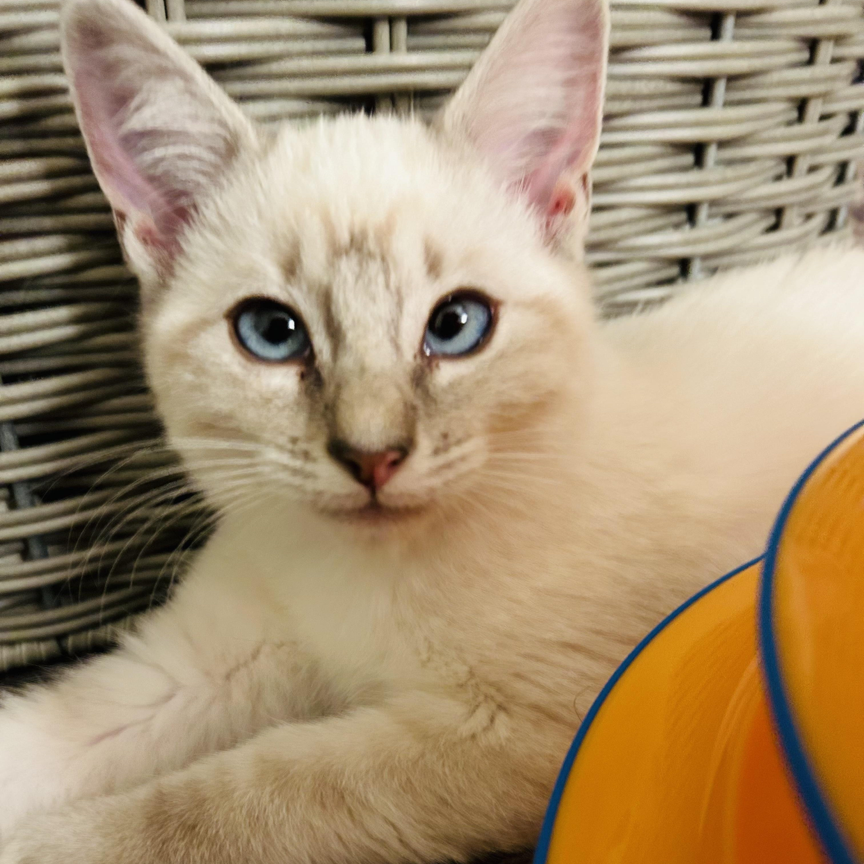 Enlarge Willow & Henry (bonded pair), an adopted Siamese in Sacramento, CA image 3/6