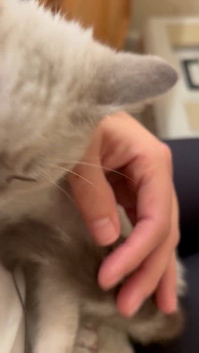 Enlarge Willow & Henry (bonded pair), an adopted Siamese in Sacramento, CA video 6/6