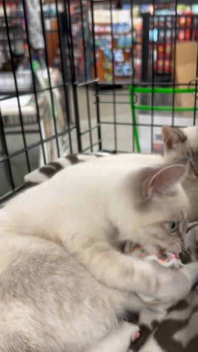 Enlarge Willow & Henry (bonded pair), an adopted Siamese in Sacramento, CA video 2/6