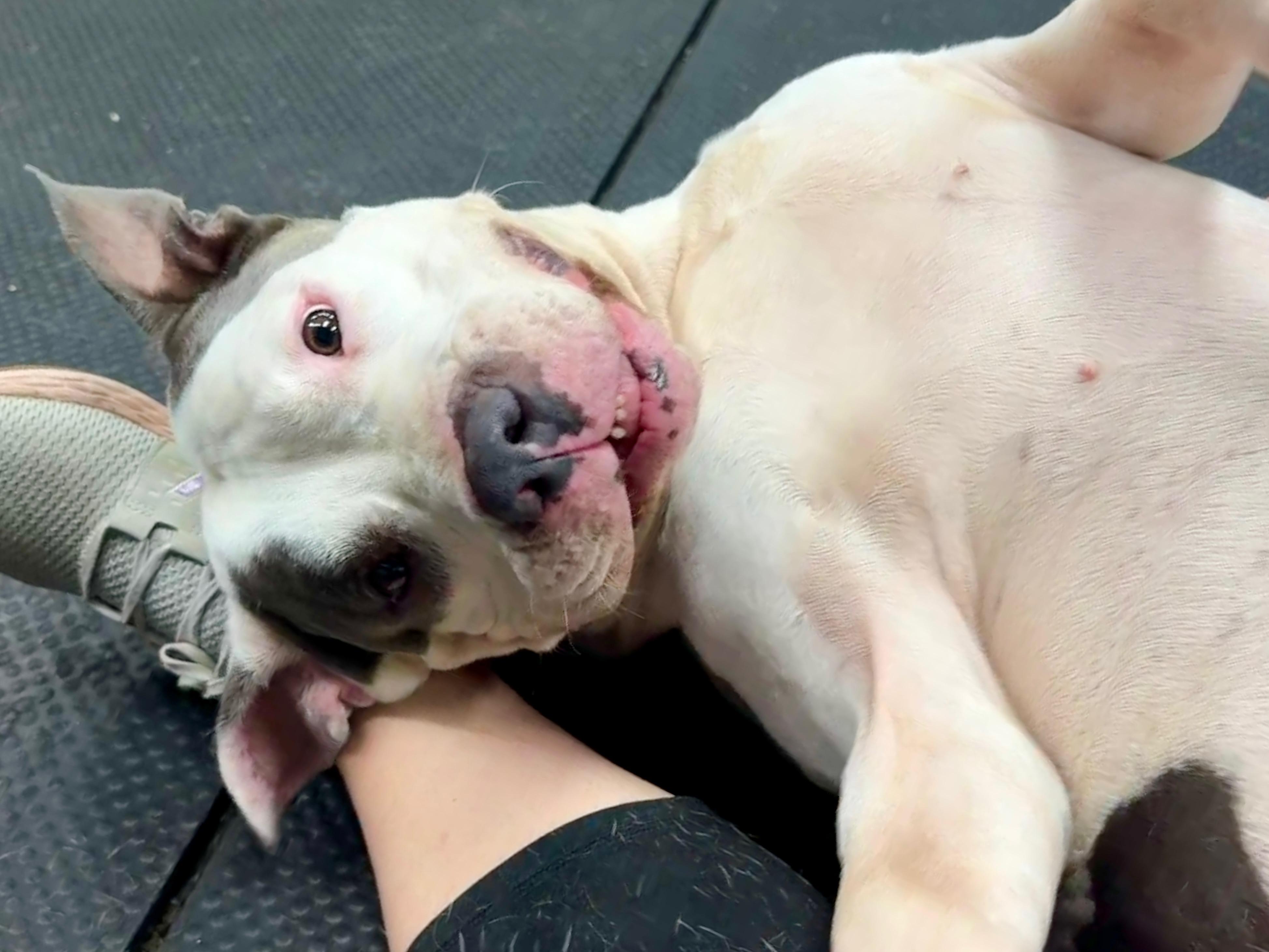 Enlarge Daddio, a Adoptable Pit Bull Terrier in Vernon Hills, IL image 3/5