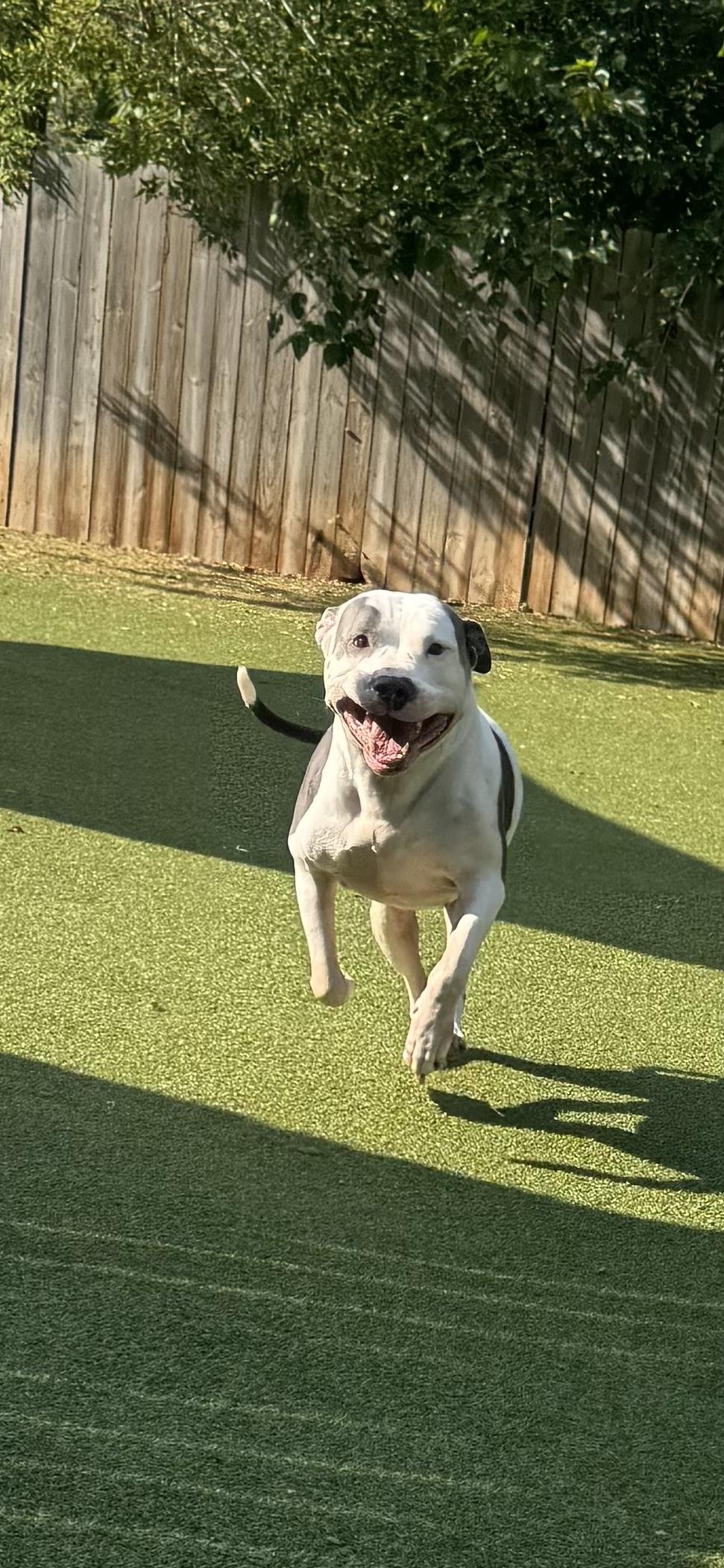 Enlarge Daddio, a Adoptable Pit Bull Terrier in Vernon Hills, IL image 5/5