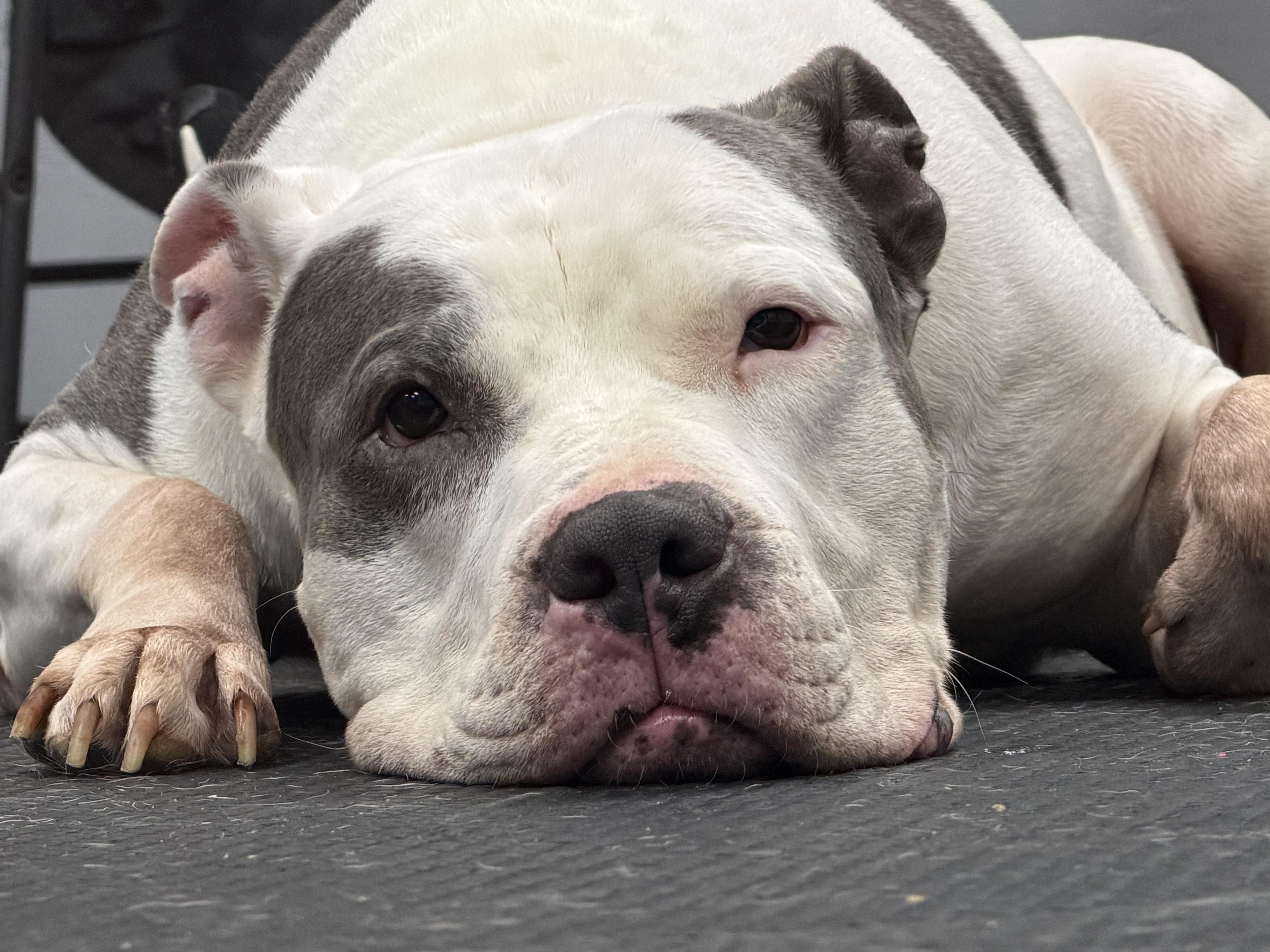 Enlarge Daddio, a Adoptable Pit Bull Terrier in Vernon Hills, IL image 4/5
